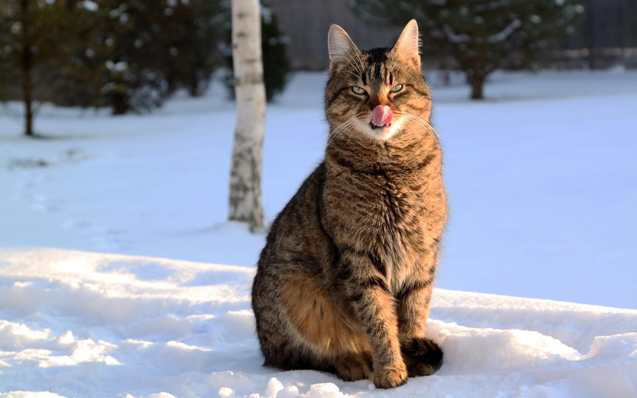 2560x1600 Siberian Cat Wallpaper, HD Siberian Cat Background, Free Image Download