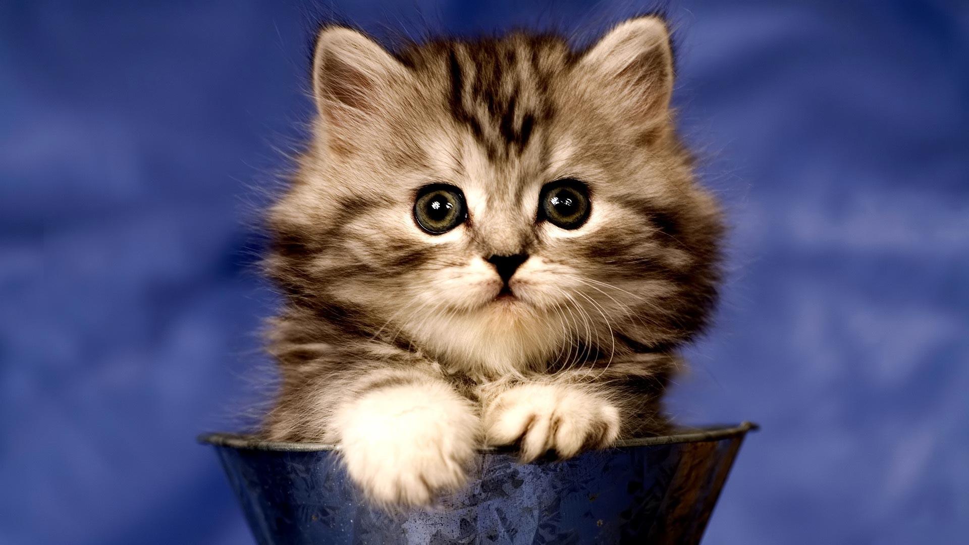 1920x1080 Baby Kitten