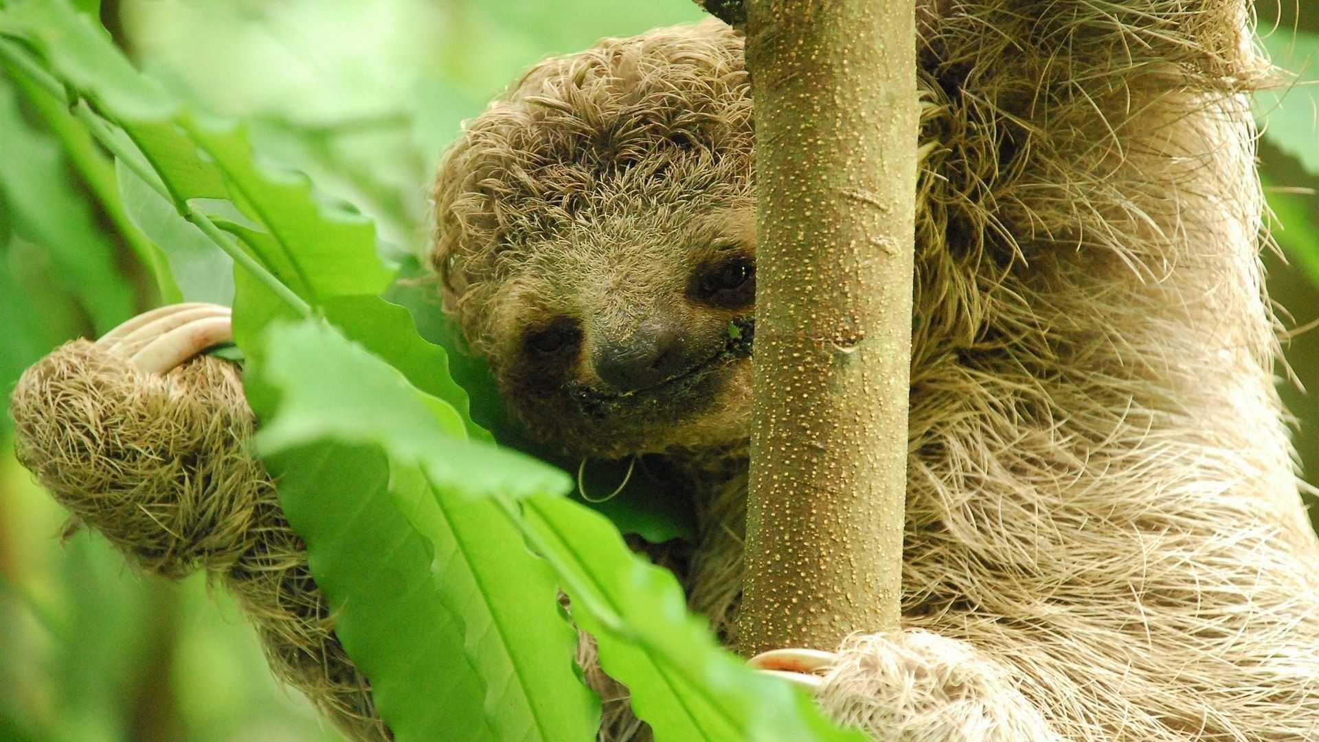 1920x1080 Baby Sloth Wallpaper Baby Sloth 300 .1920x
