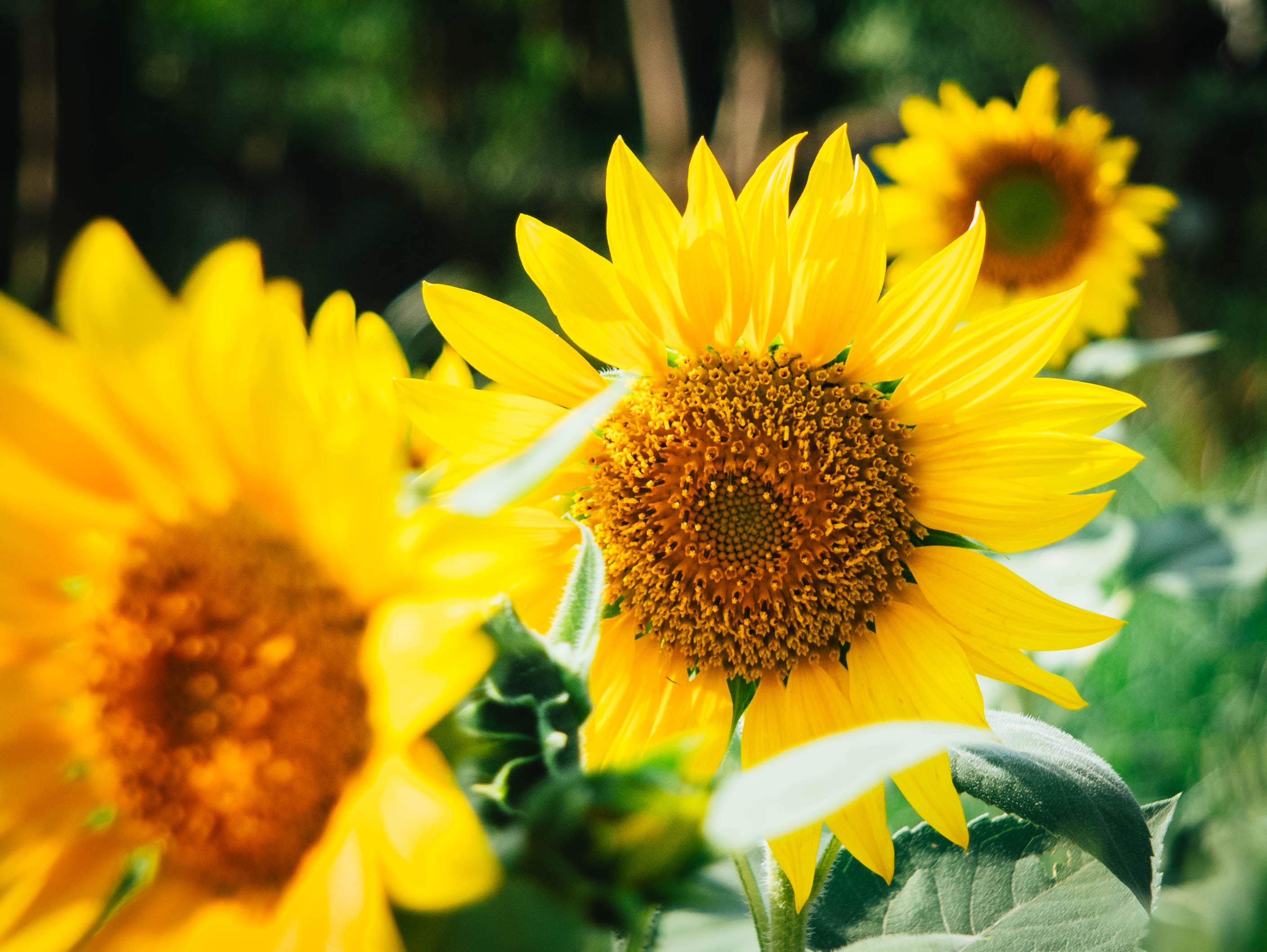 2816x2116 horticulture HD wallpaper, background