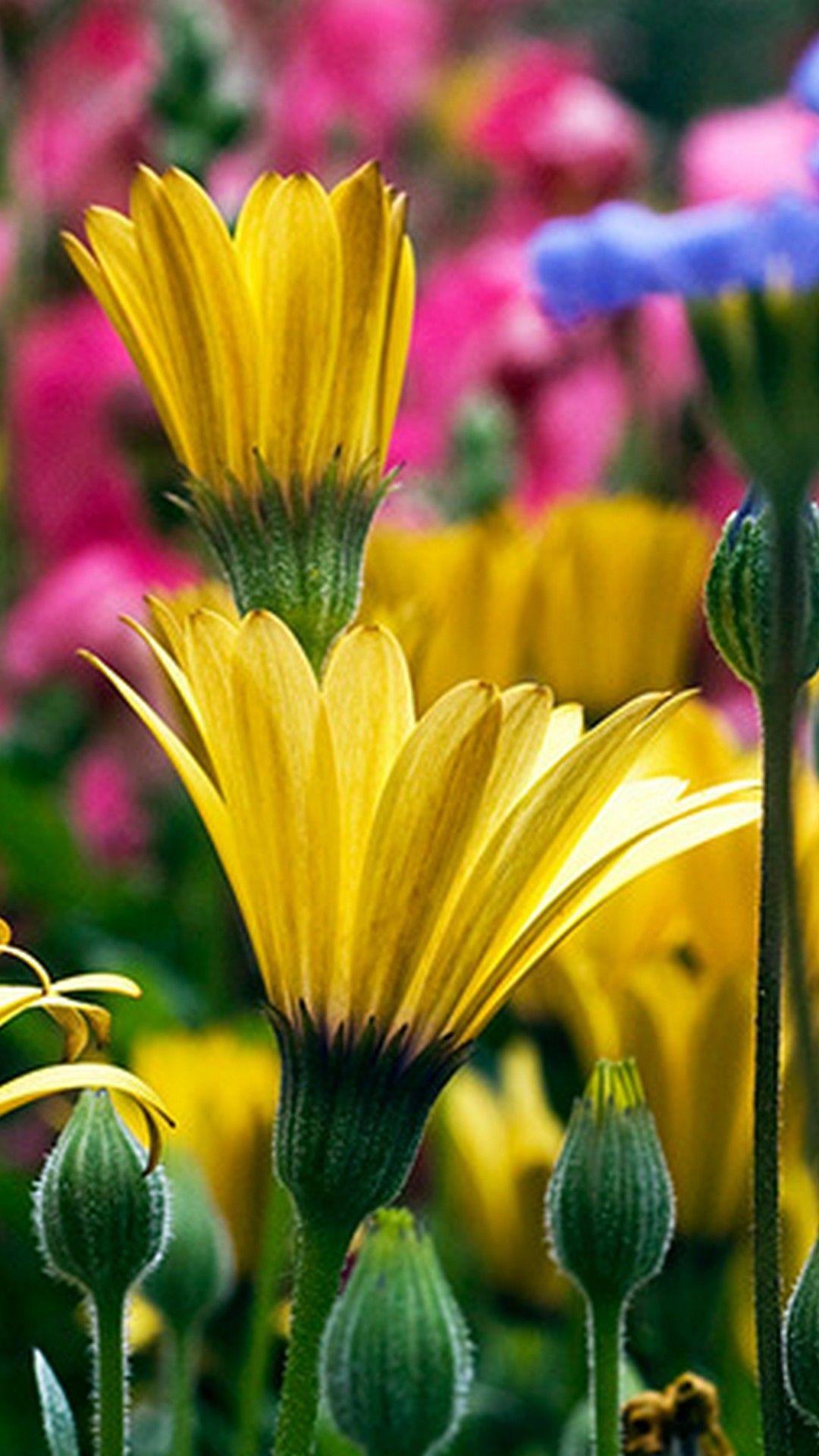 1080x1920 Spring iPhone 8 Wallpaper Wallpaper HD. Easy garden, Flower garden, Amazing flowers