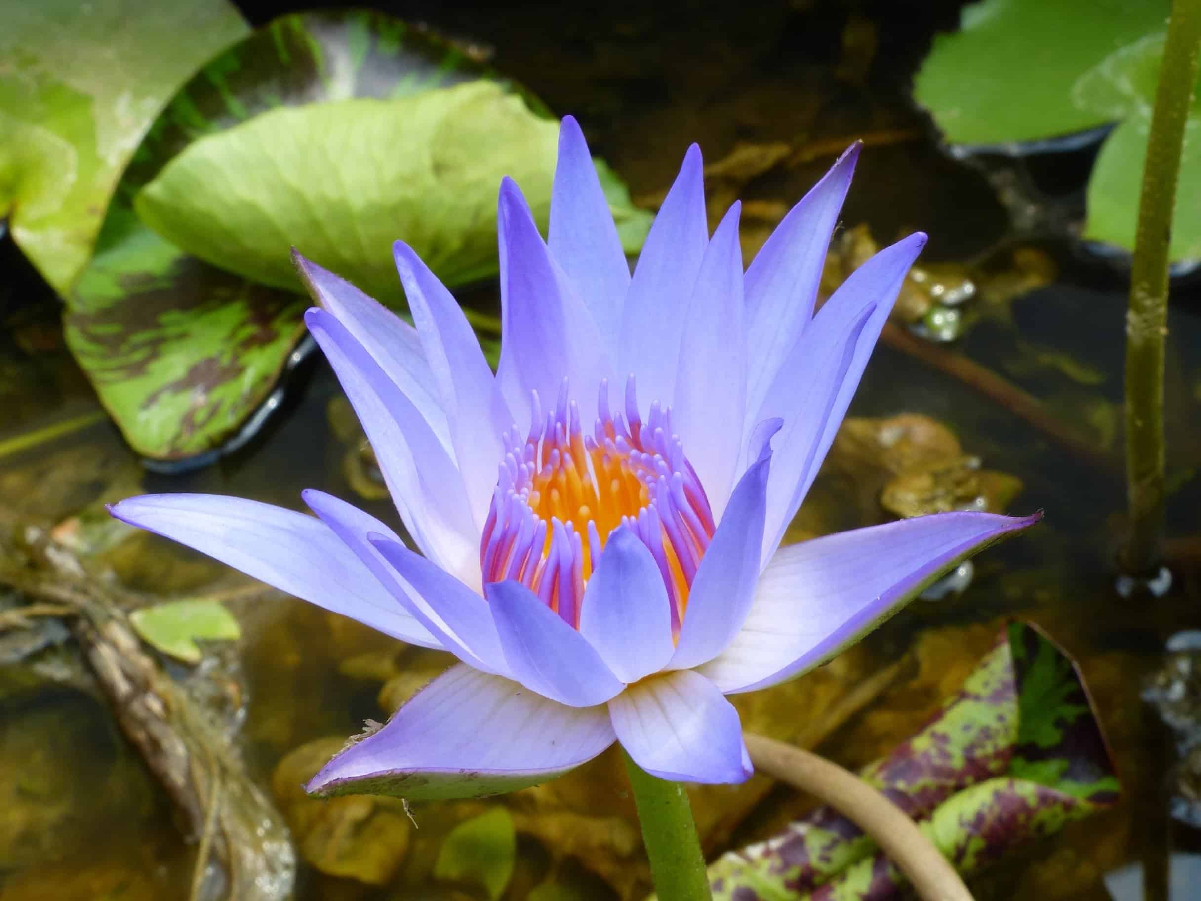 2432x1824 Free picture: horticulture, lotus, waterlily, flora, nature, aquatic, waterlily, flower