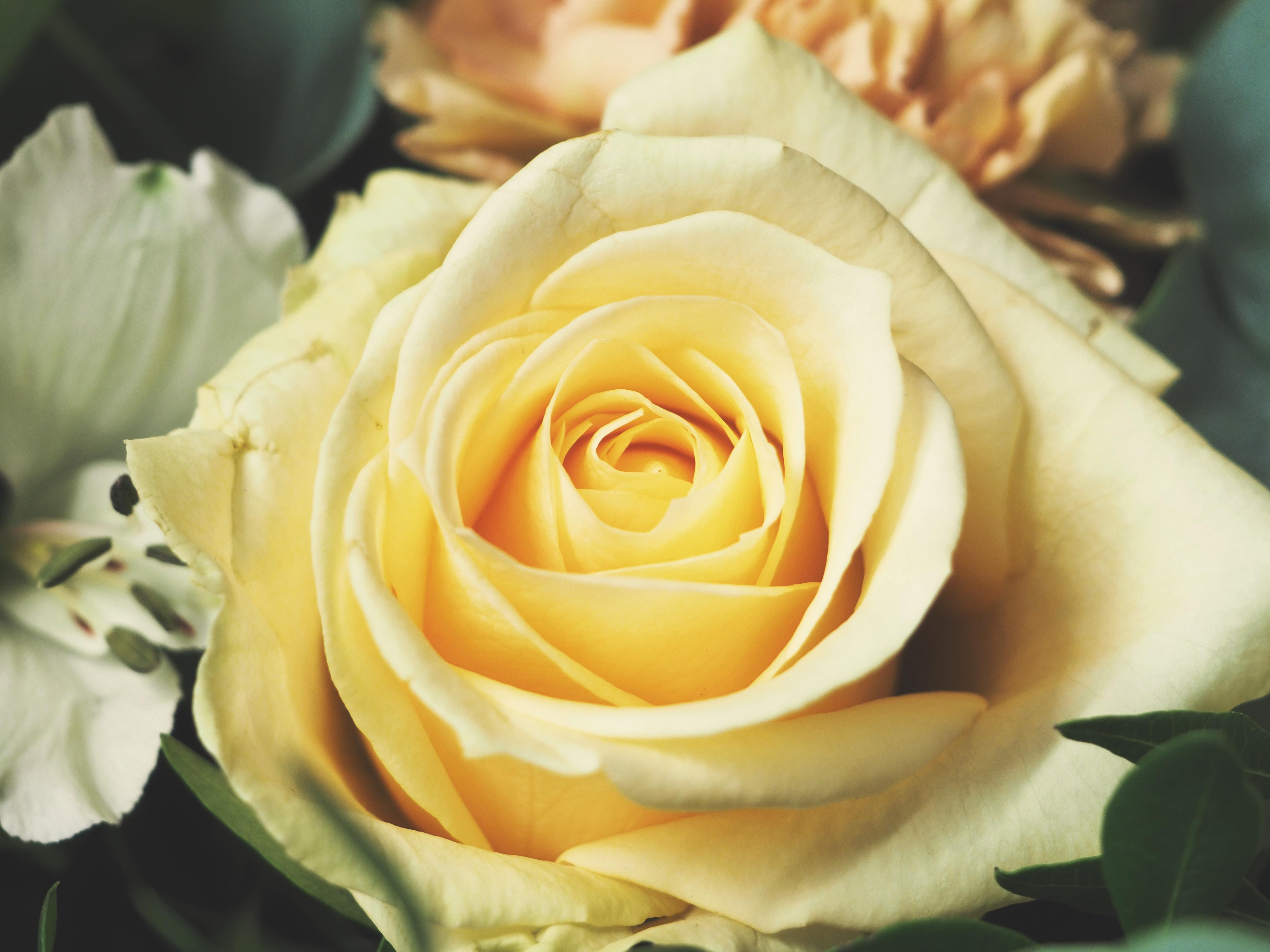 4608x3456 horticulture HD wallpaper, background