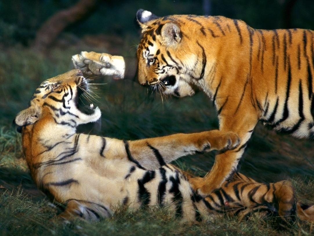1083x813 Tiger Picture