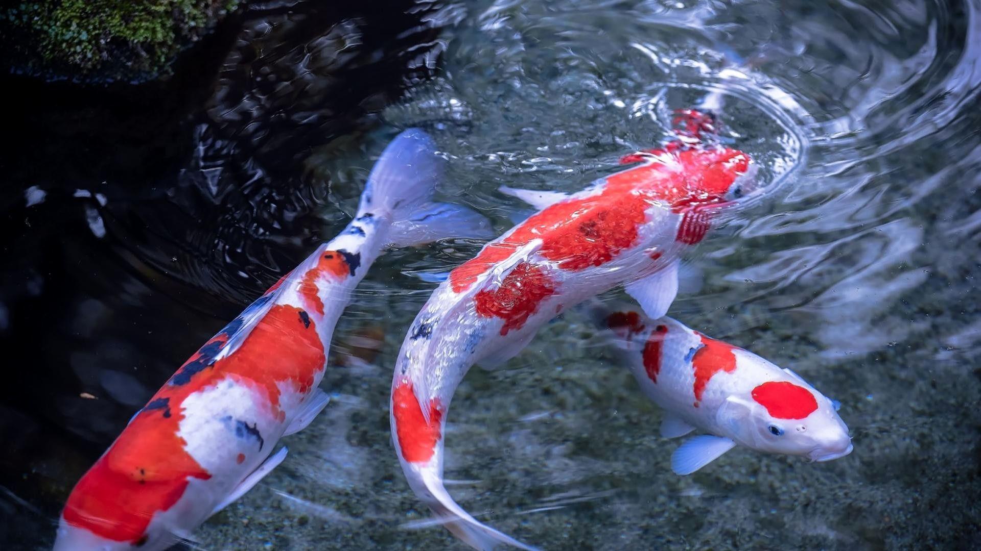 3d koi fish wallpaper