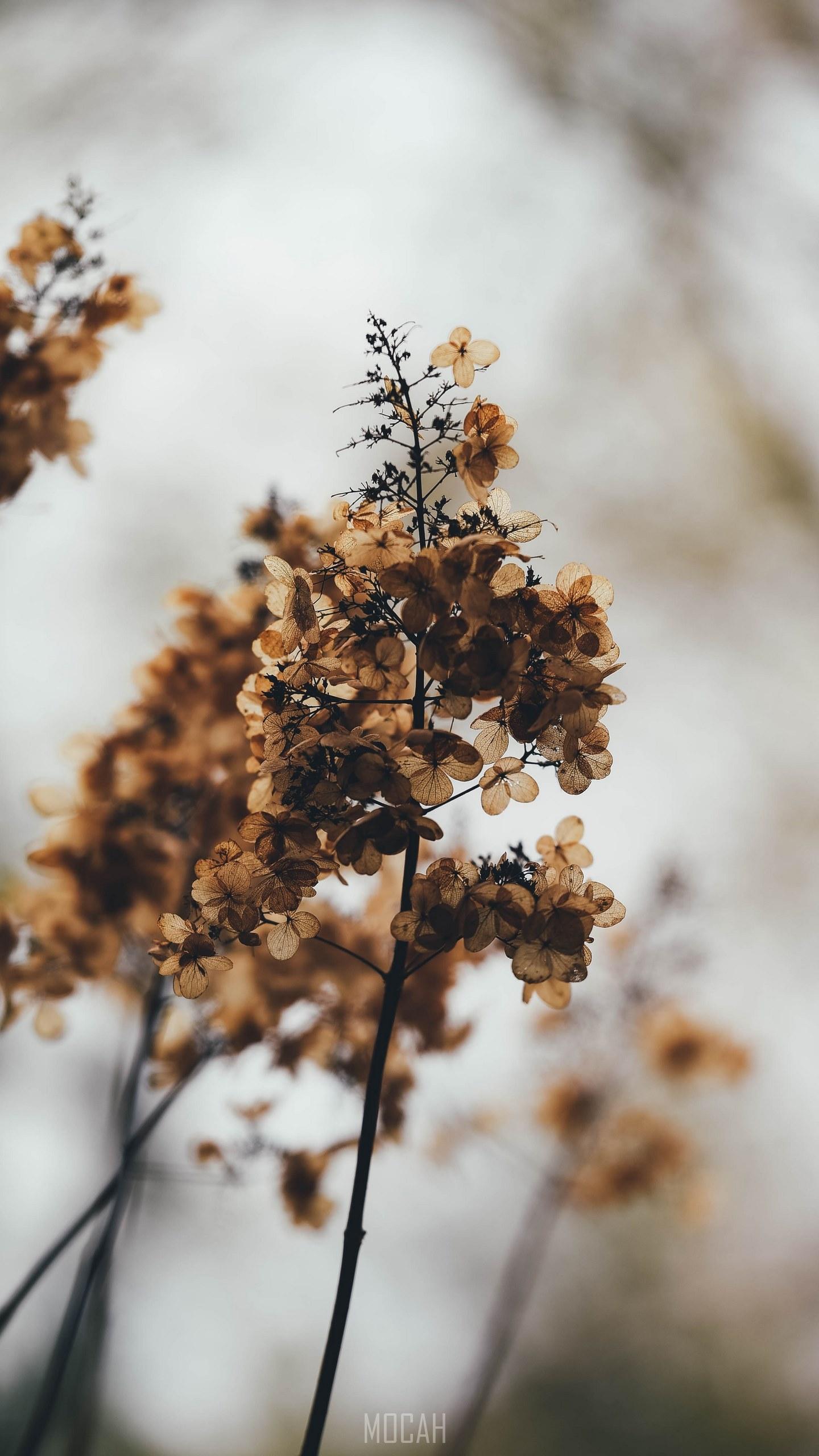 1440x2560 branches with wilting hydrangea flowers, bleak wilting hydrangea, Xiaomi Redmi 9i wallpaper 1080p, 720x1600 Gallery HD Wallpaper