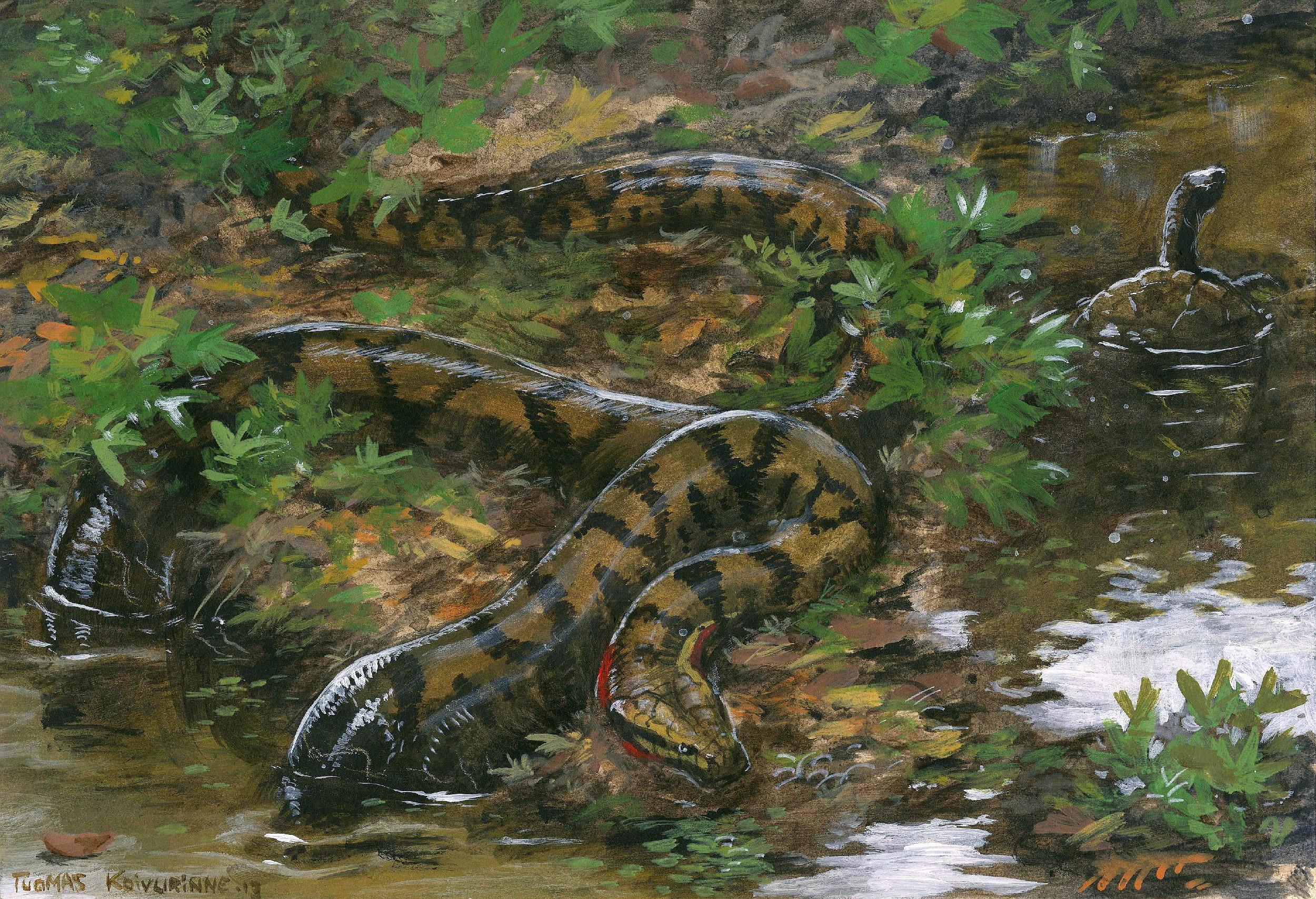 2500x1708 Domain of titanoboa 1080P, 2k, 4k HD wallpaper, background free download