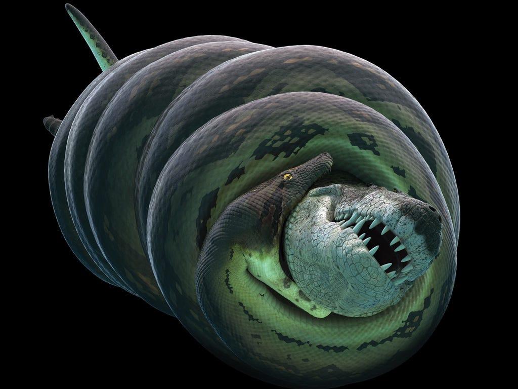 1024x768 Monstrous Titanoboa, a snake worse than Hollywood imagined