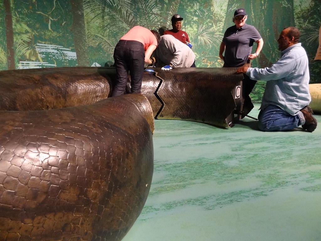 1024x768 Segmented Snake. The Titanoboa arrived at the National Muse