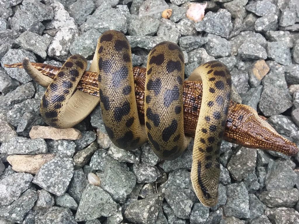 1024x768 Titanoboa cerrejonensis (Monty, premium edition, by Rebor)