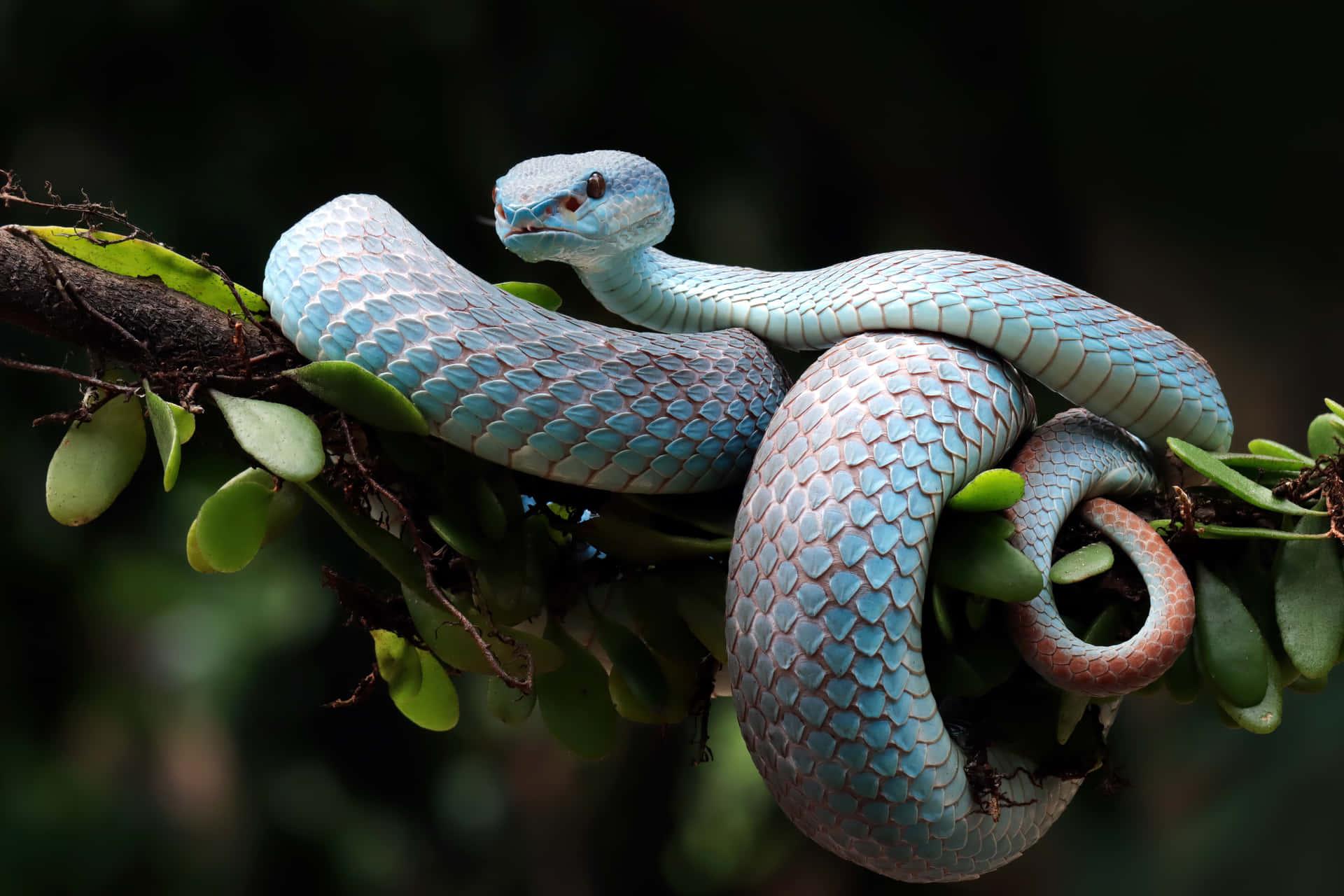 1920x1280 Python Wallpaper