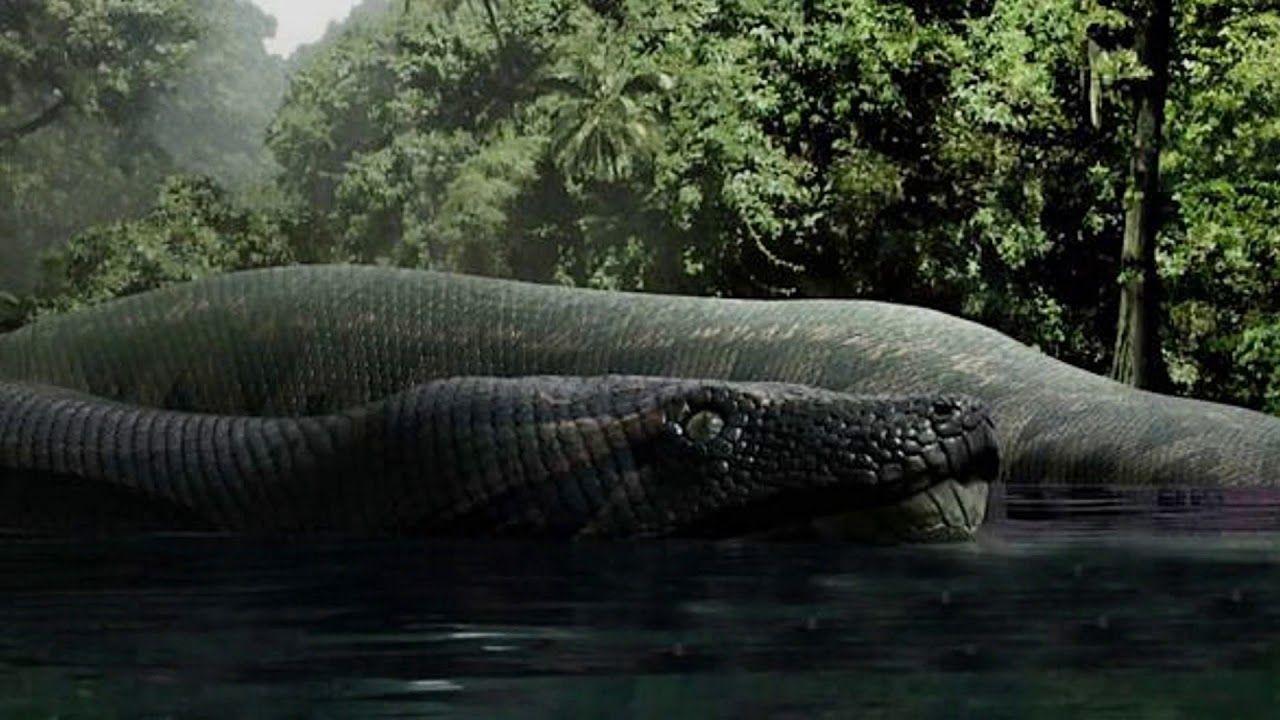 1280x720 Titanoboa Monster Prehistoric Snake Documentary. Giant snake, Boa snake, Largest snake