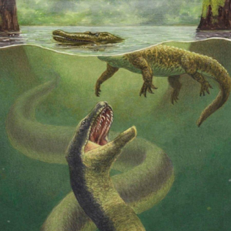 900x900 OMG! In the 'Dinosaur period', this 'monster snake' used to rule the world of snakes, giant anaconda also failed ahead of it!