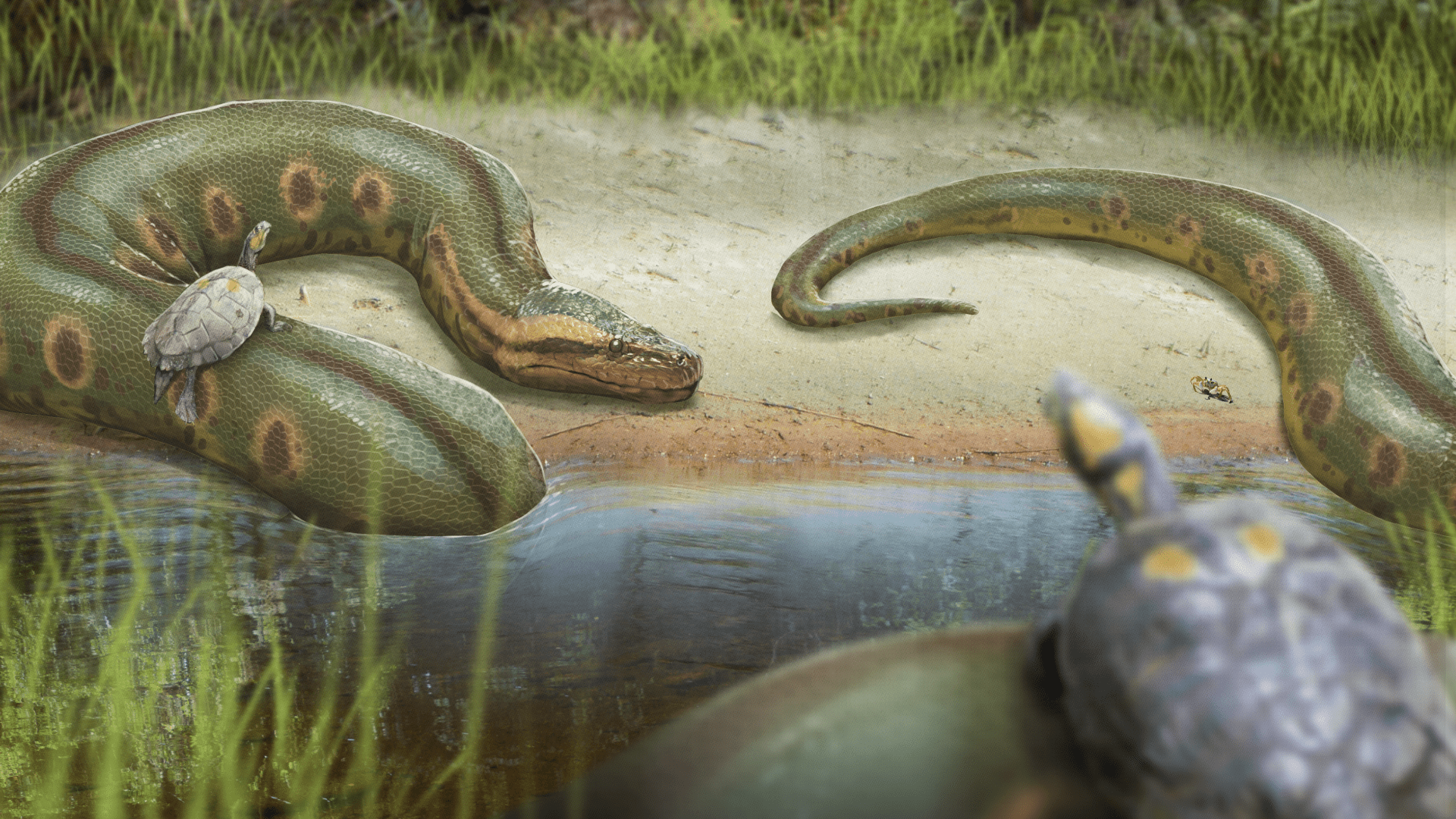 1920x1080 Eons. How a Hot Planet Created the World's Biggest Snake. Season 2
