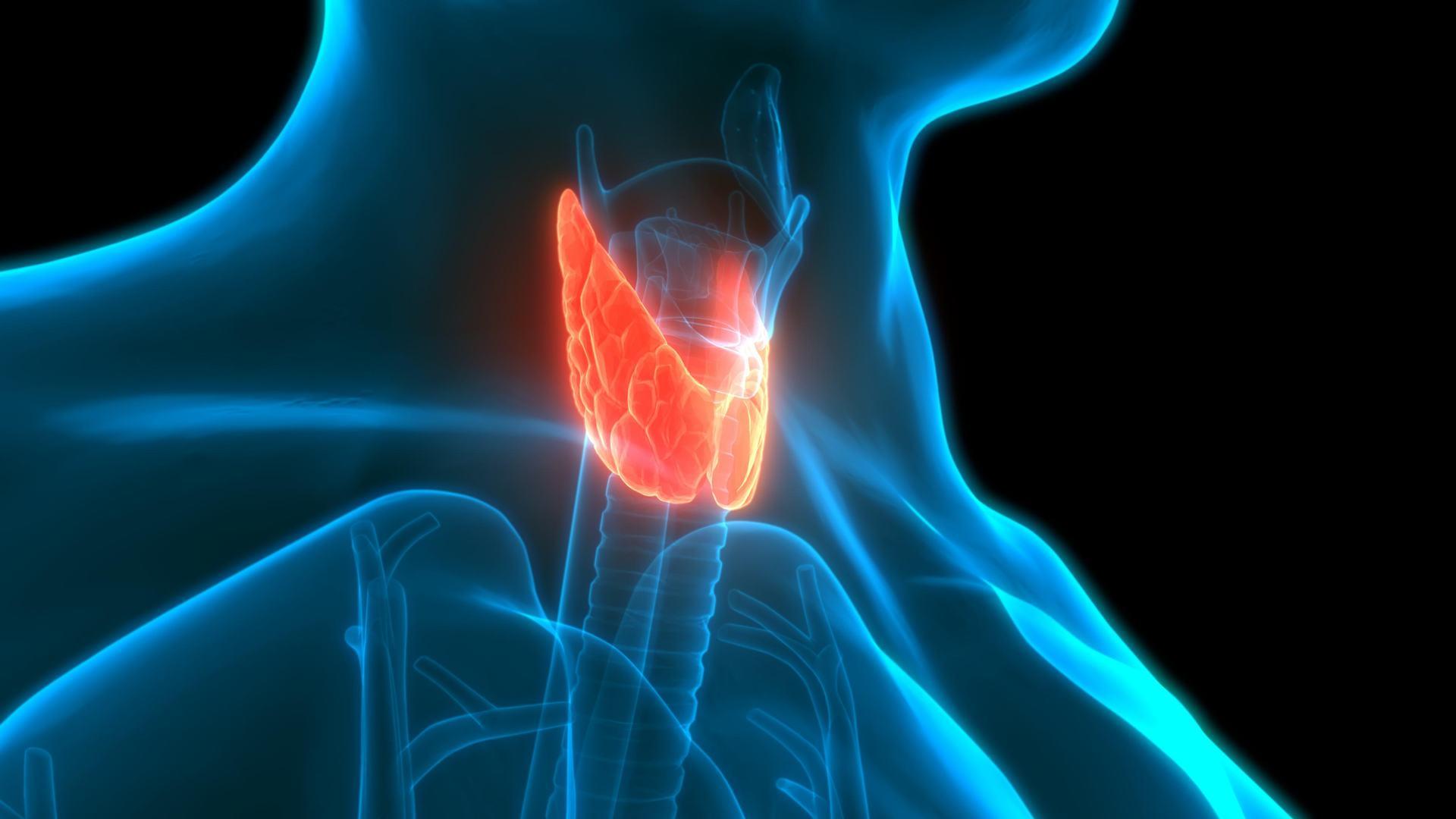 Endocrine Wallpapers - Top Free Endocrine Backgrounds - WallpaperAccess