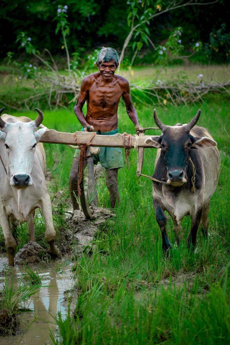 736x1105 Indian village farmers