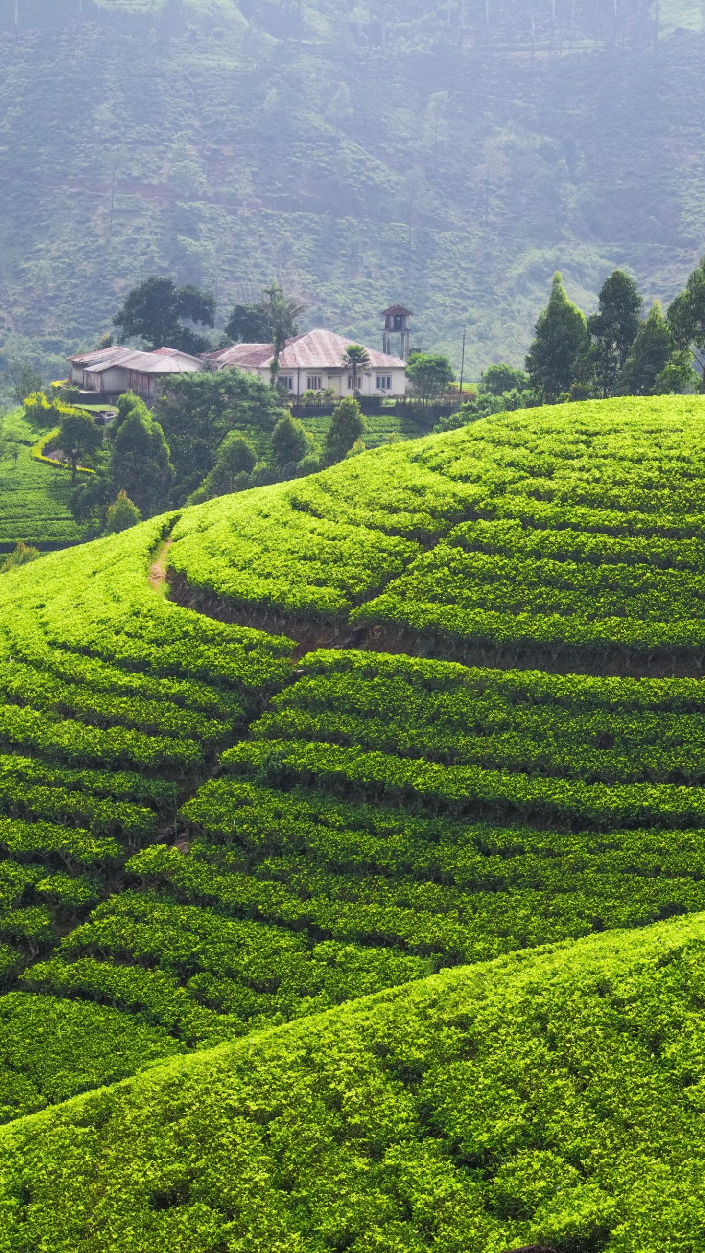Green Area Wallpapers - Top Free Green Area Backgrounds - WallpaperAccess