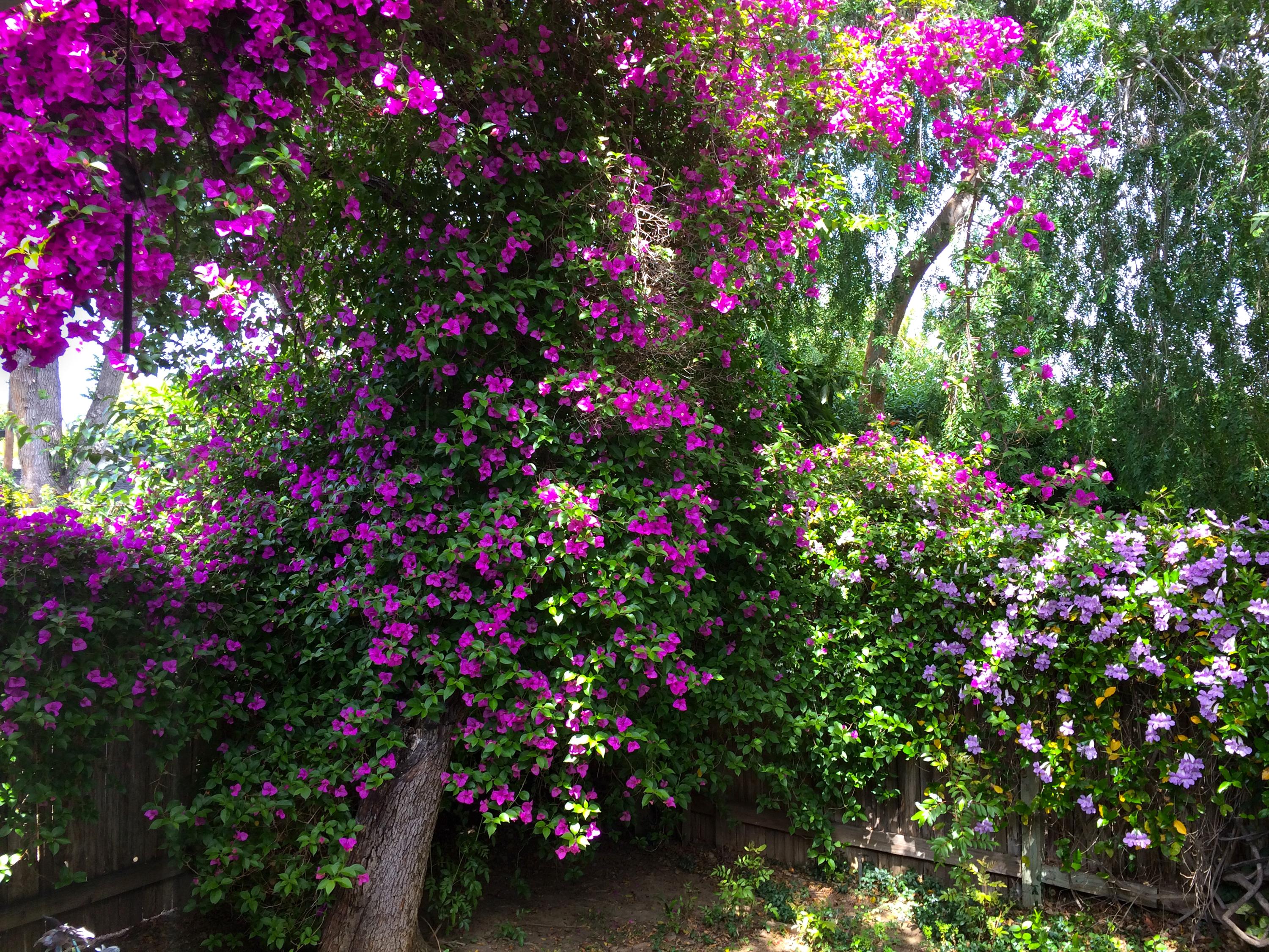 3000x2250 Desktop Wallpaper California USA Bougainvillea San Jose 3000x2250