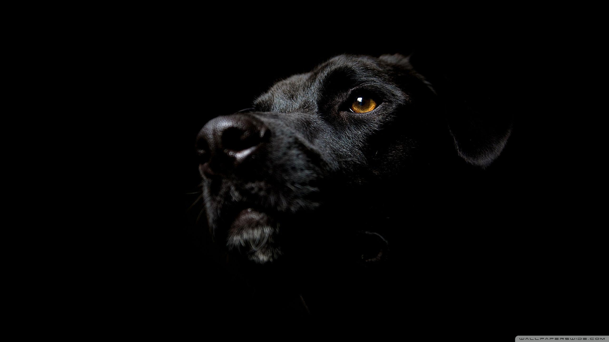 2560x1440 Black Dog ❤ 4K HD Desktop Wallpaper for 4K Ultra HD TV • Tablet
