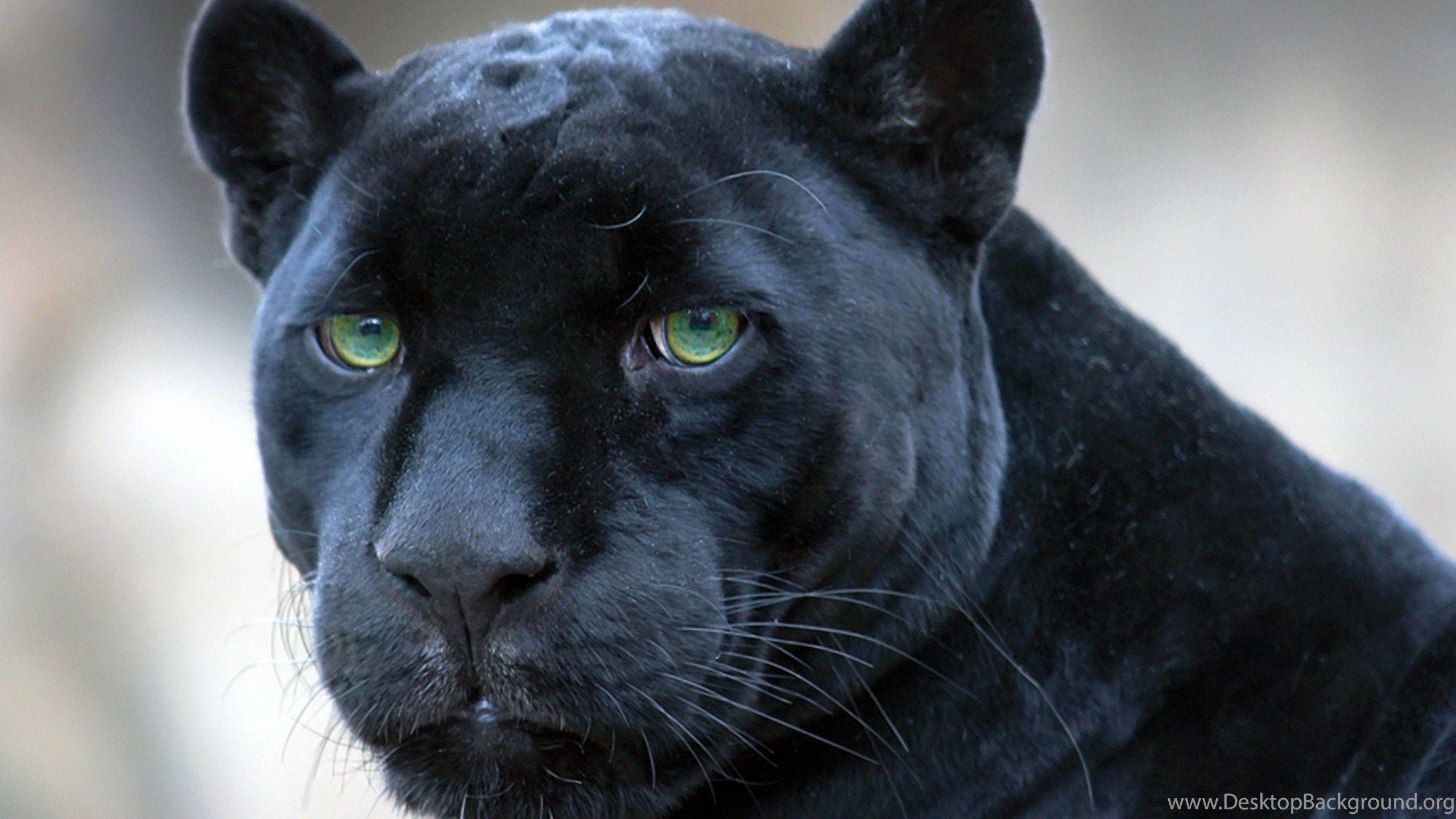 2560x1440 Black Panther's Green Eyes 3840x2160 4K 16 9 Ultra HD, UHD