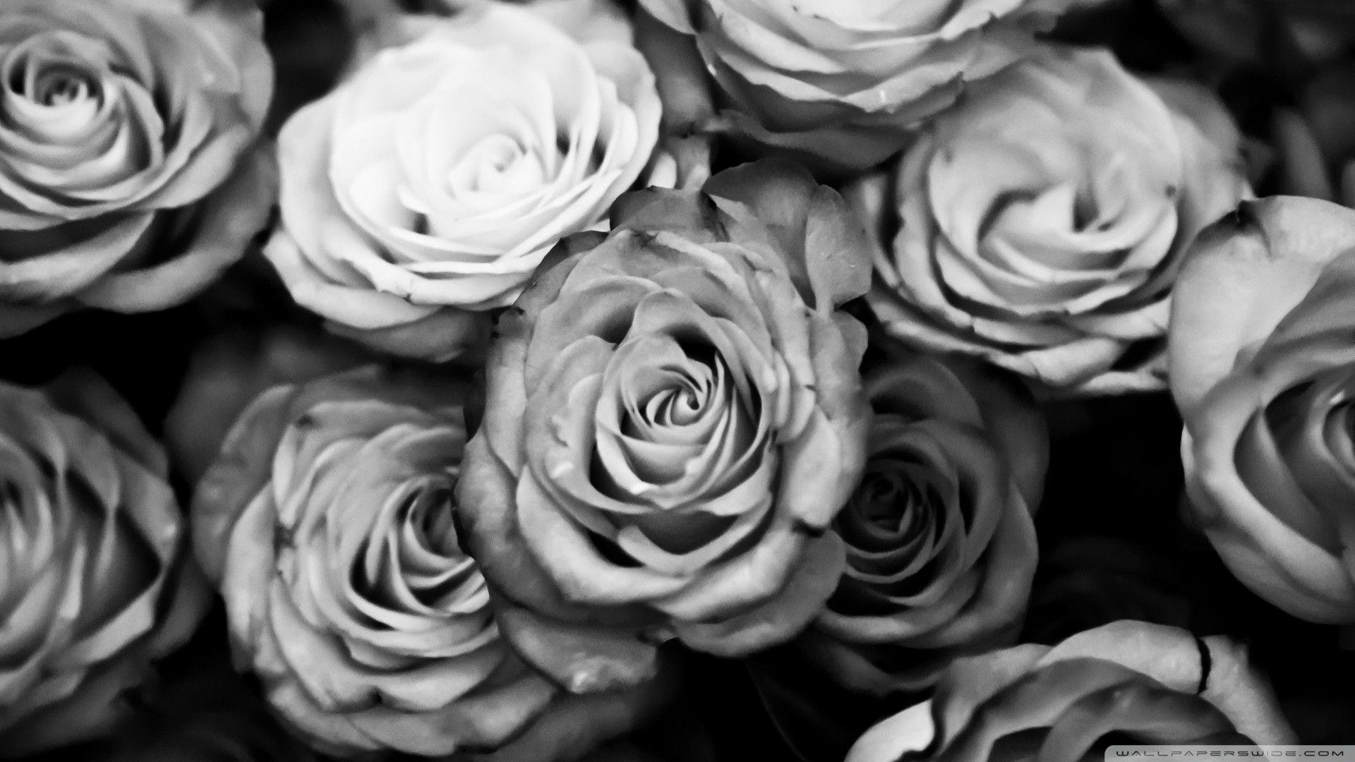 1920x1080 Black and White Rose Wallpaper