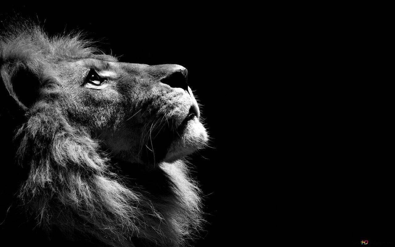 1280x800 Lion profile in black and white HD wallpaper download