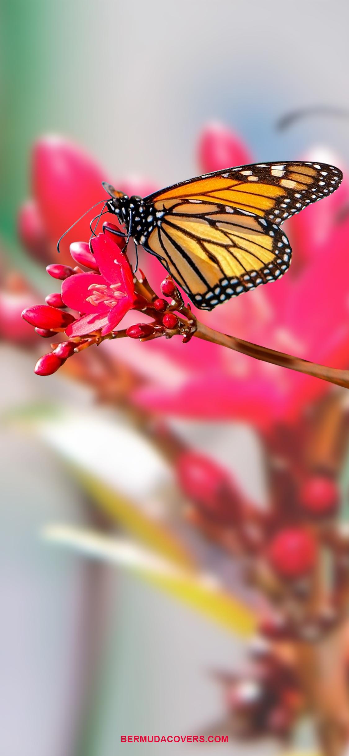 1125x2436 Wallpaper Wednesday: Butterfly On Flower