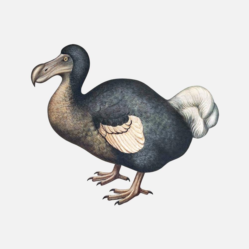 Dodo Wallpapers - Top Free Dodo Backgrounds - WallpaperAccess
