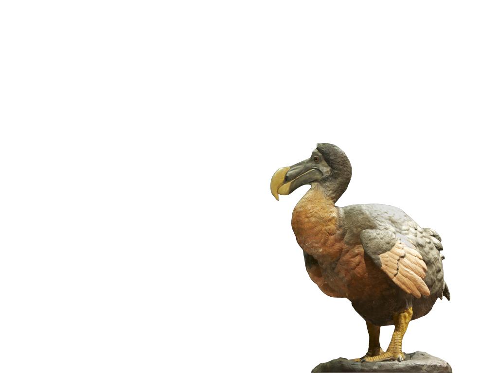 1024x768 Dodo birds and 80 mg of simvastatin. Pharmacology and Physical Therapy
