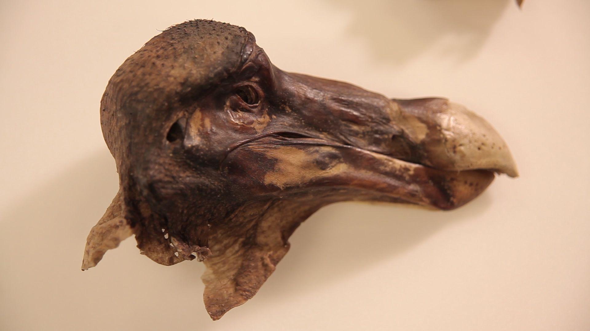 1920x1080 The only preserved head and skin of the extinct Dodo bird, kept at the Oxford University Museum of Natural History