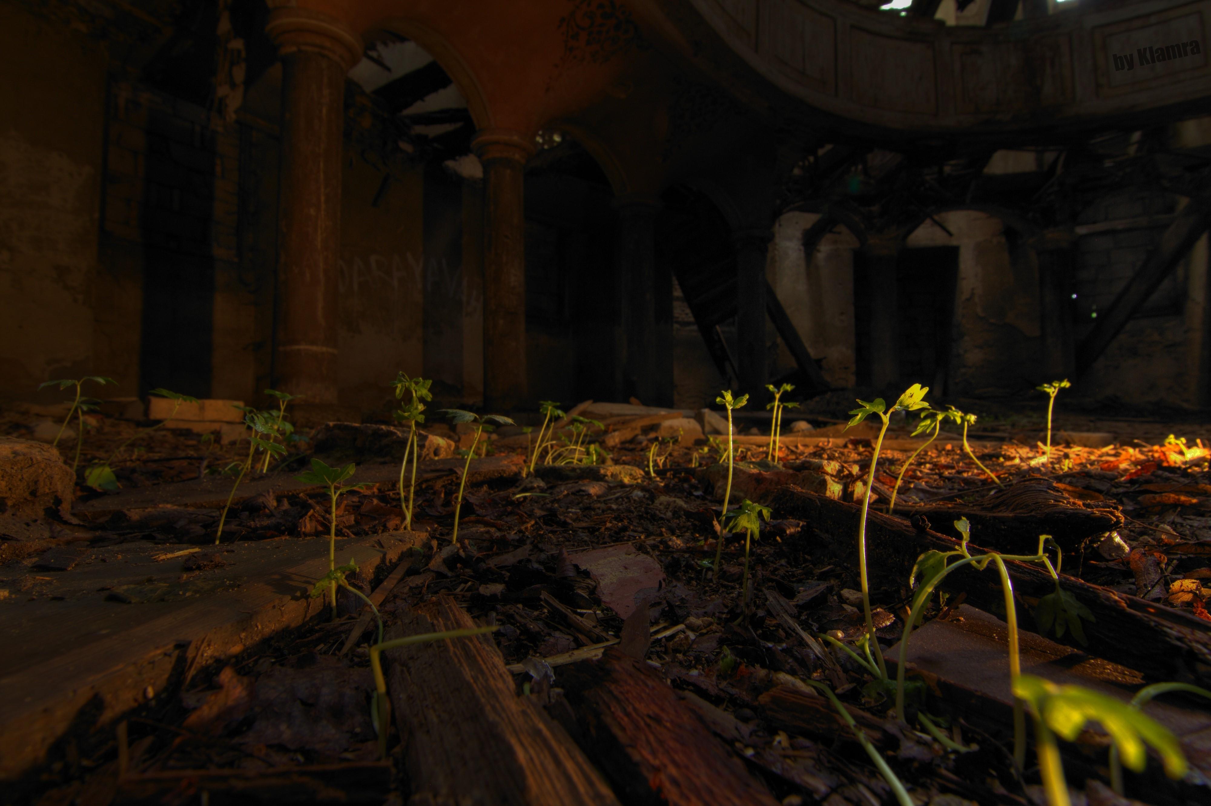 4000x2662 4K, abandoned, urbex, church, plants, Poland Gallery HD Wallpaper