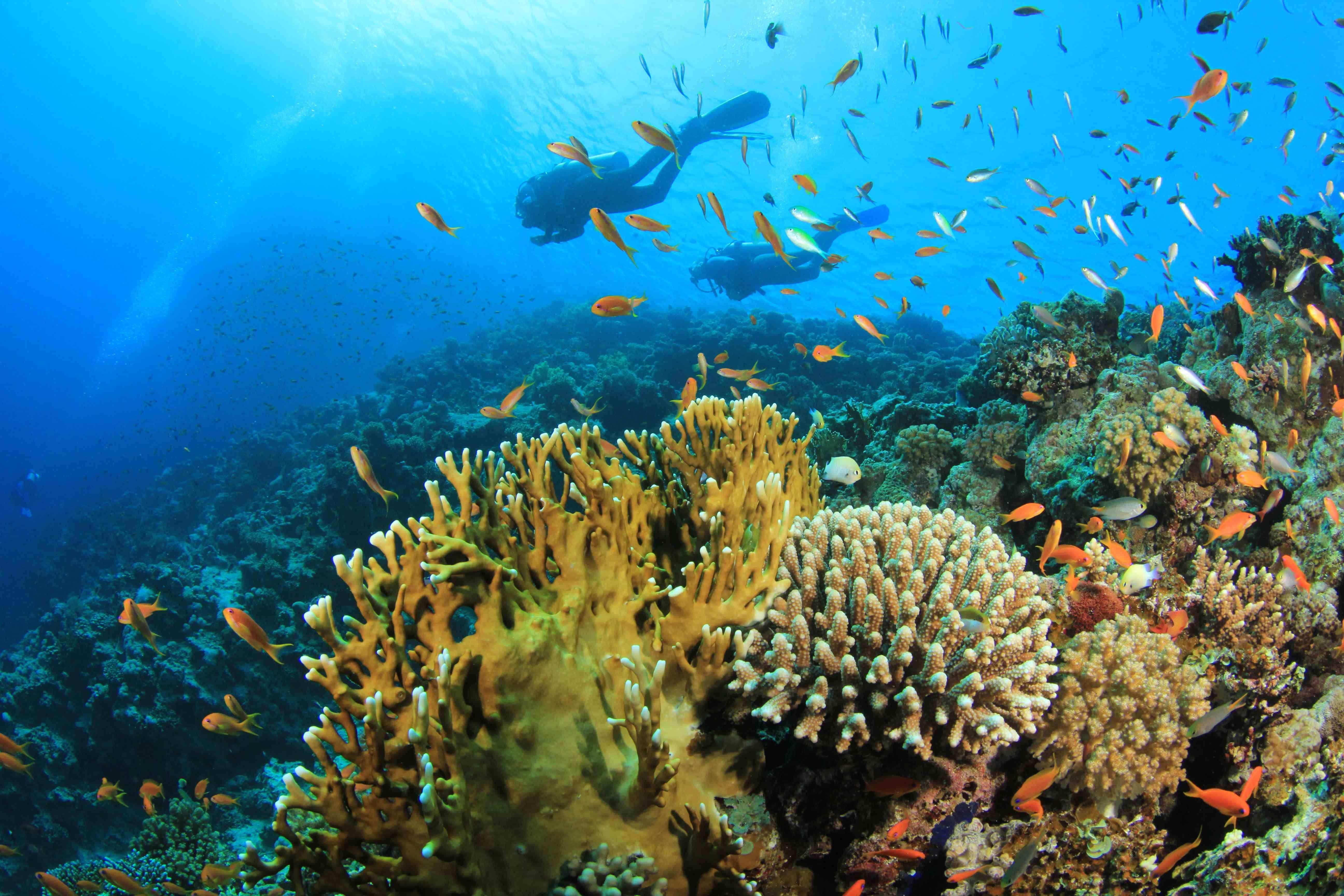 5184x3456 The thriving coral reef ecosystem in Turks & Caicos is beyond
