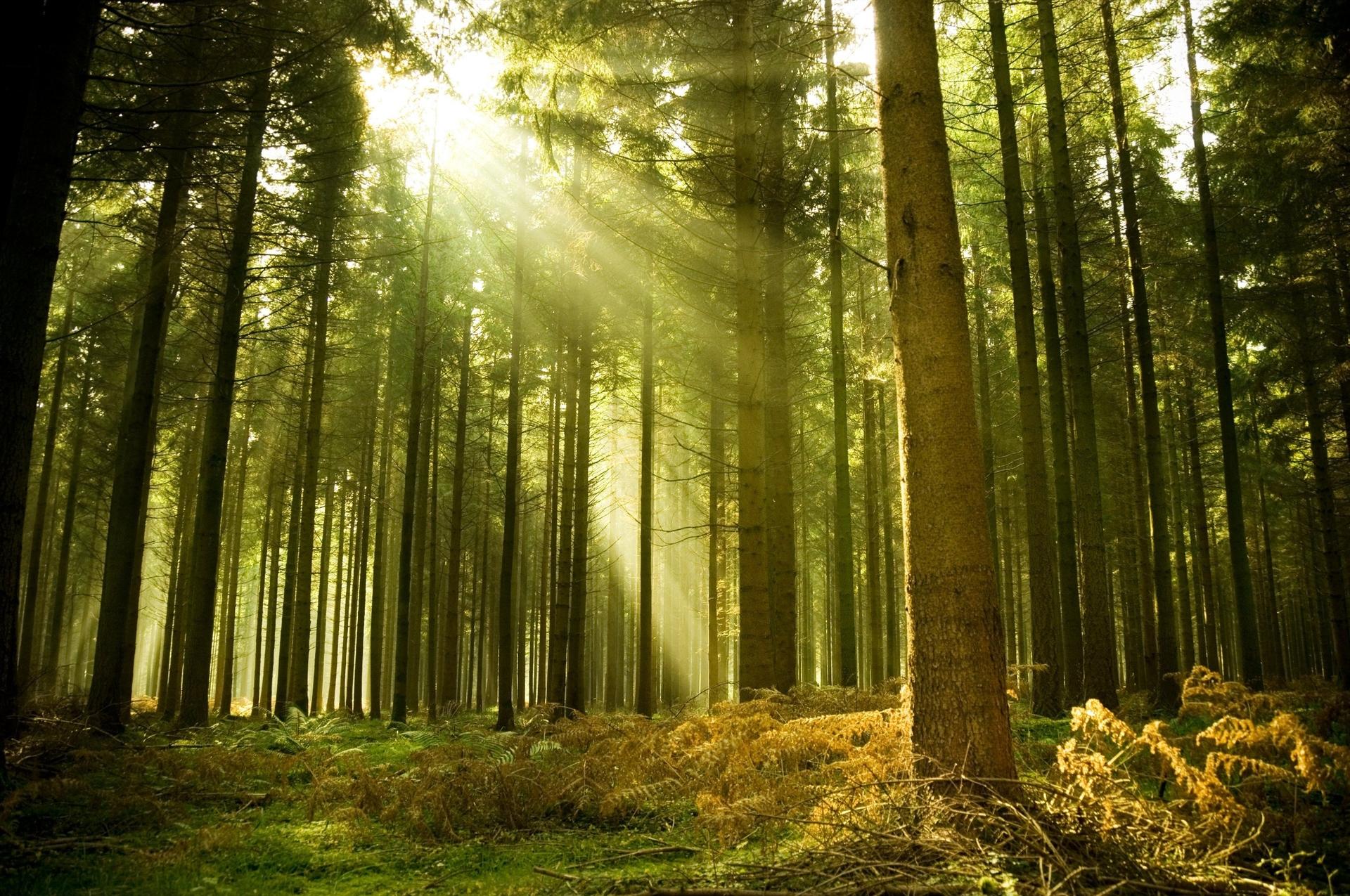 1920x1275 Il bosco non ha bisogno dell'uomo, è l'uomo che ha bisogno del bosco