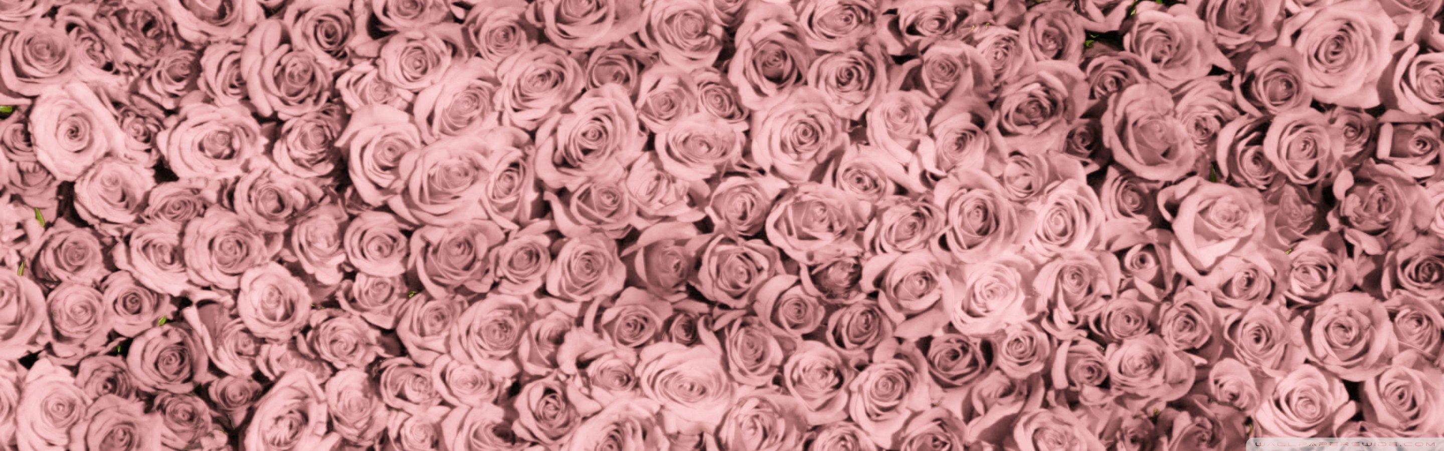 2880x900 Vintage Pink Roses Tumblr Ultra HD Desktop Background Wallpaper for 4K UHD TV : Widescreen & UltraWide Desktop & Laptop : Multi Display, Dual Monitor : Tablet