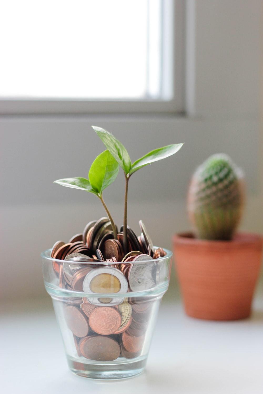 1000x1500 Money Plant Picture. Download Free Image