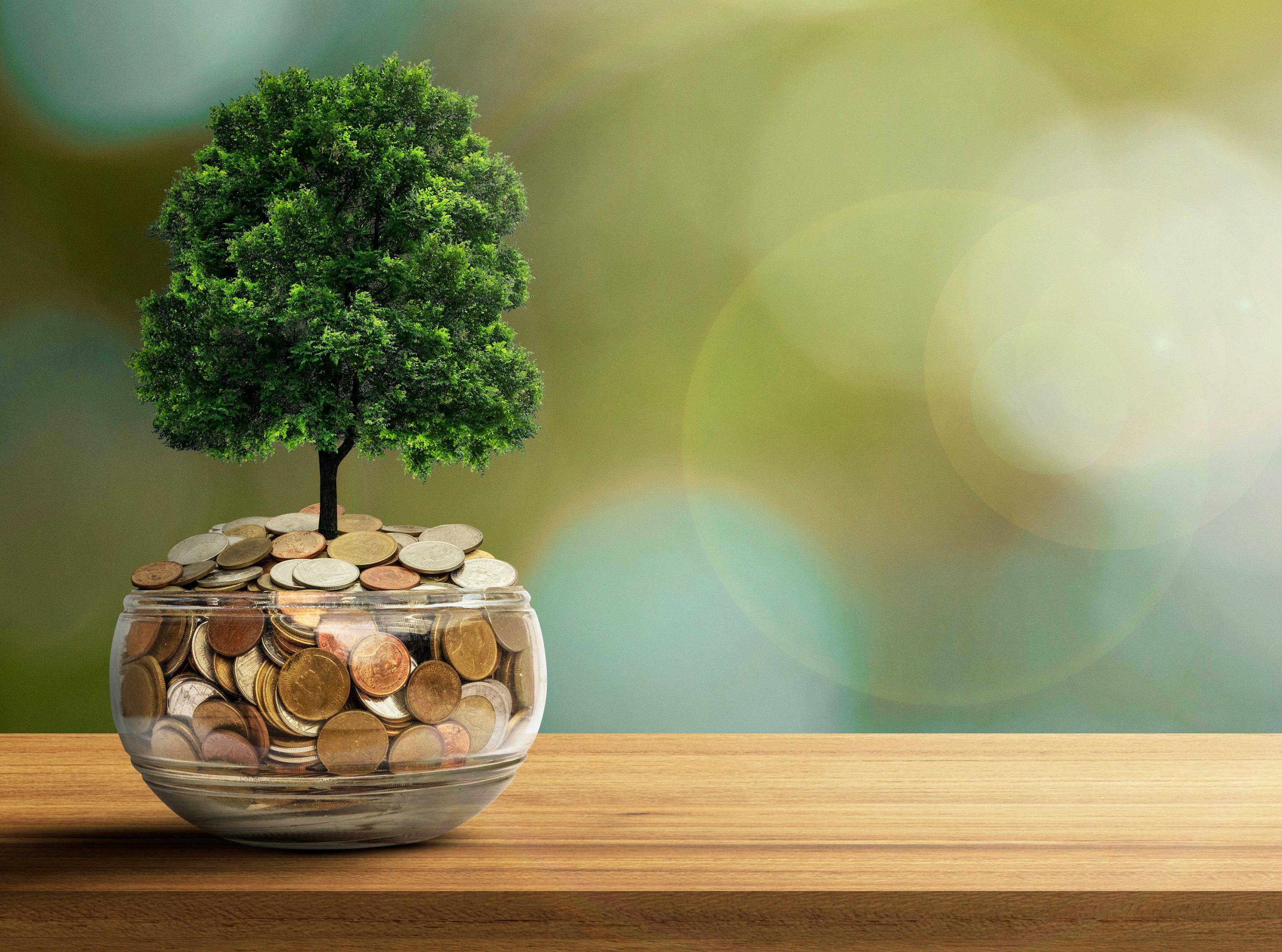 3366x2500 Money Tree