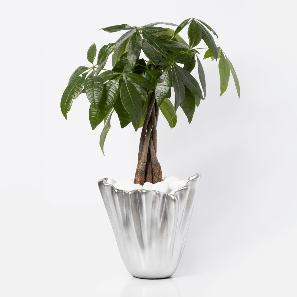 1200x1200 Table Top Money Tree. Carlos Marin Designer