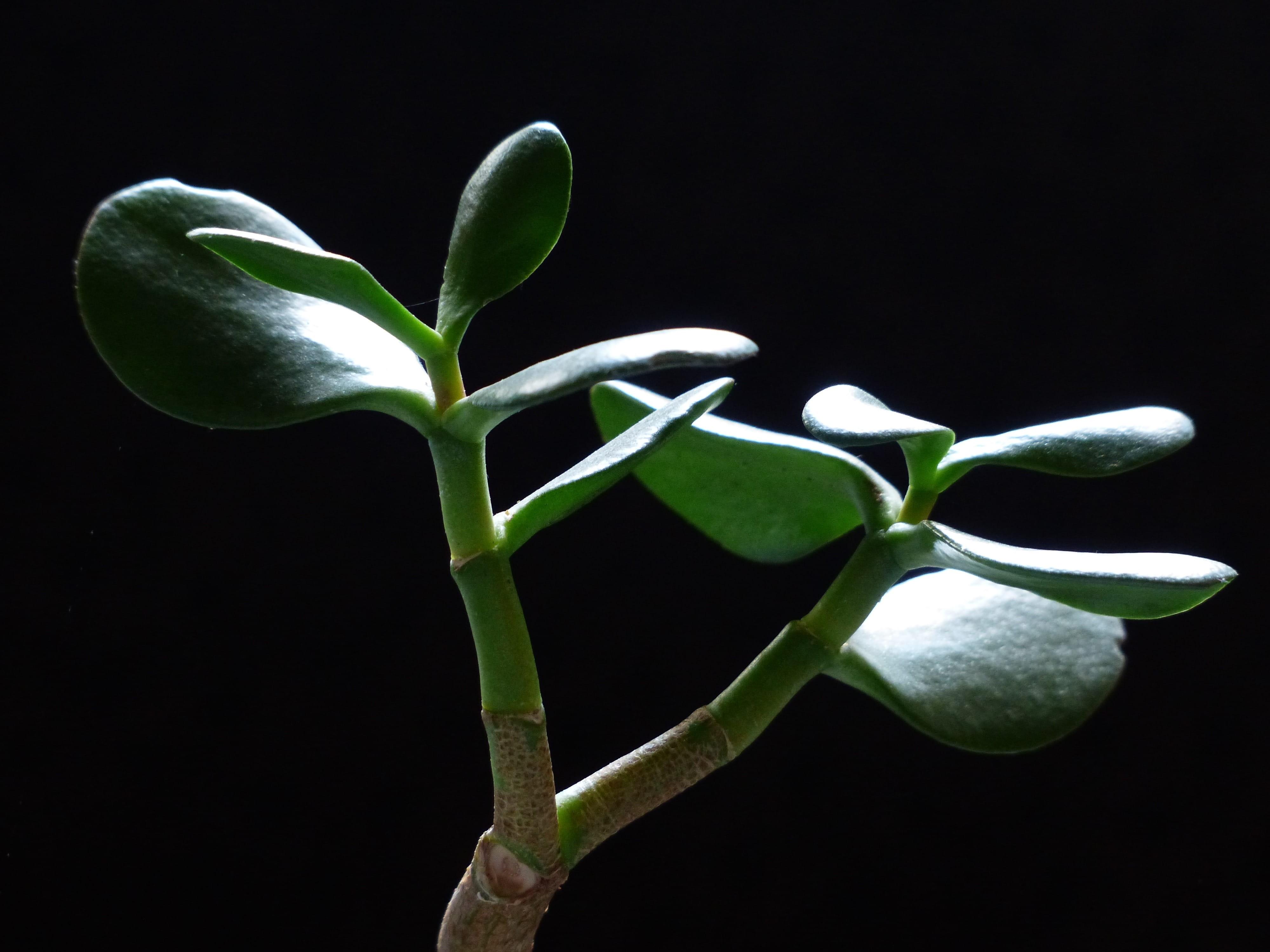 4000x3000 Wallpaper / Waxflower, No People, Growth, Green, Plant Stem, Close Up, 4K, Meaty, Leaves, Succulent, Bud, Beauty In Nature, Houseplant, Studio Shot, Money Tree, Beginnings Free Download