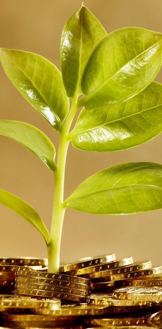630x1280 Money Tree wallpaper