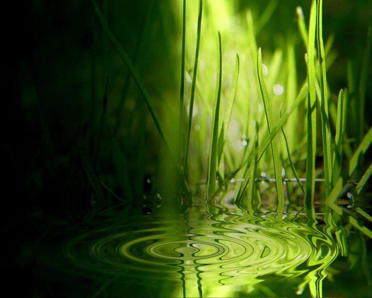 1280x1024 Green Nature Friendly Wallpaper To Get Inspiration. Green wallpaper, Green nature, Lime green wallpaper