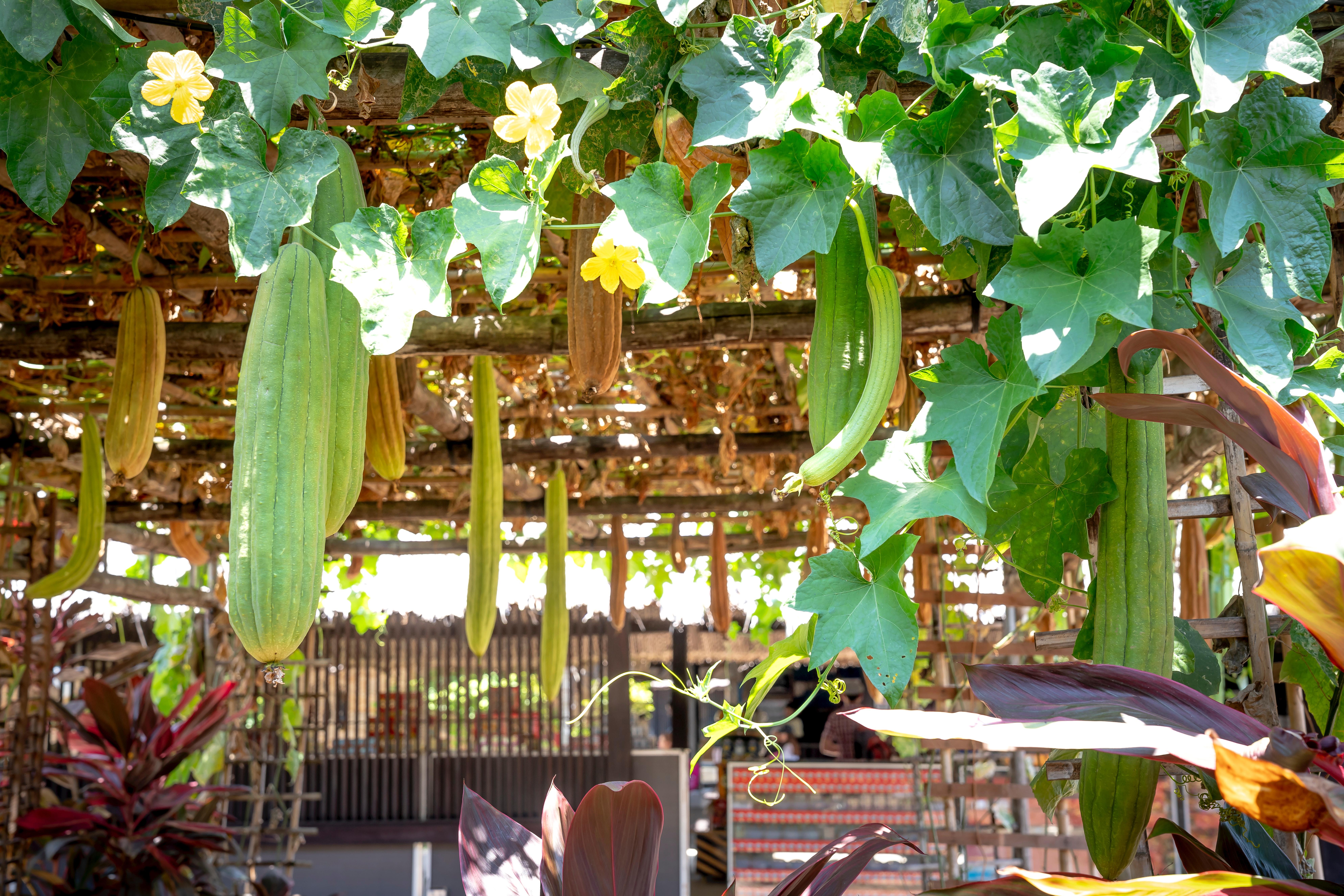7952x5304 Luffa Photo, Download The BEST Free Luffa & HD Image
