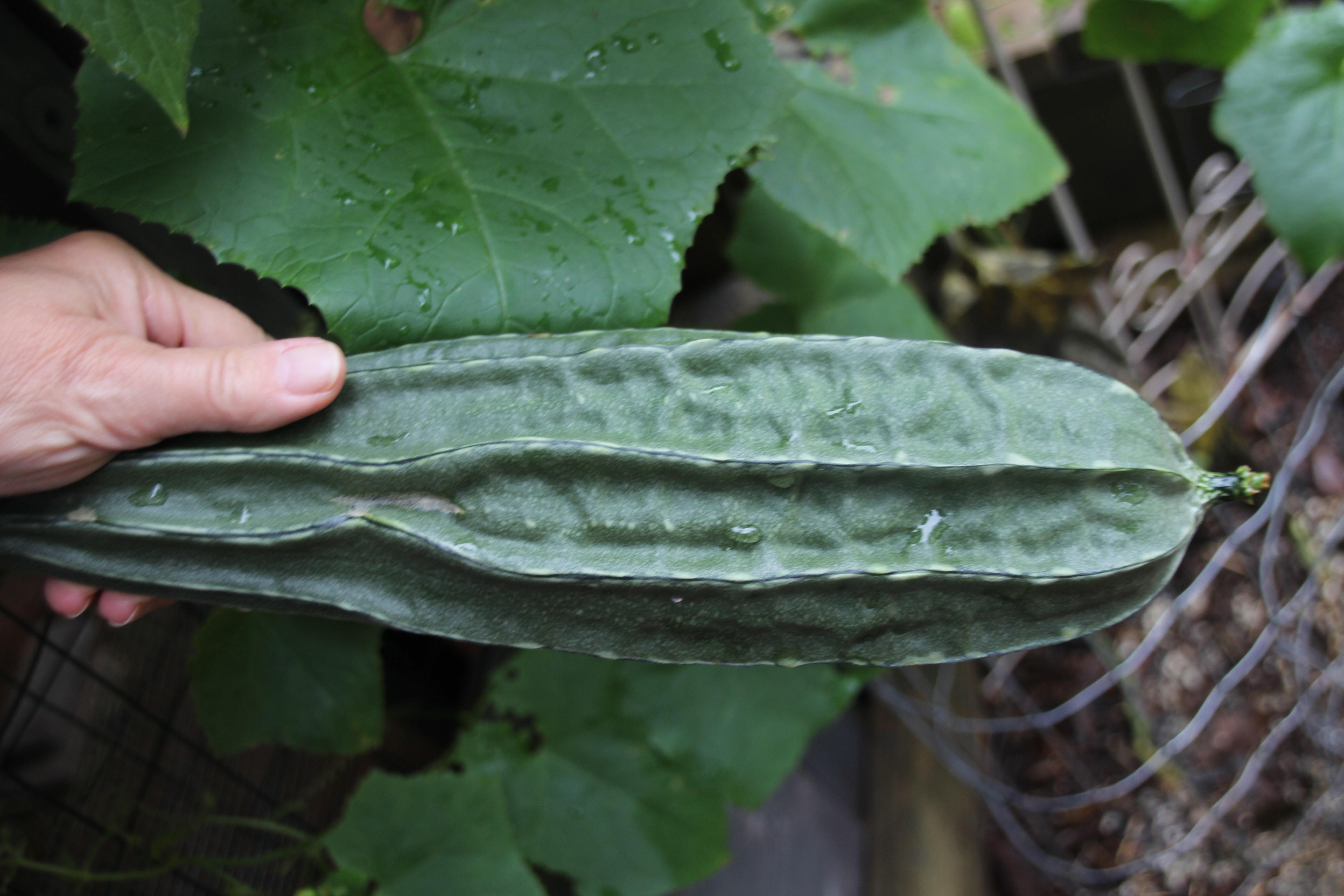 5184x3456 Luffa acutangula