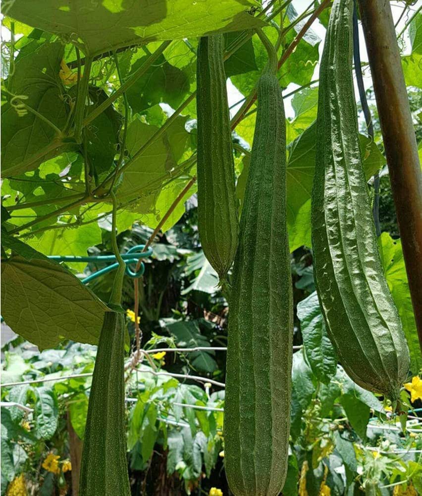 852x1000 Amazon.com : 30 Ridged Sponge Gourd Seeds Chinese Okra Luffa Gourd Seeds : Patio, Lawn & Garden