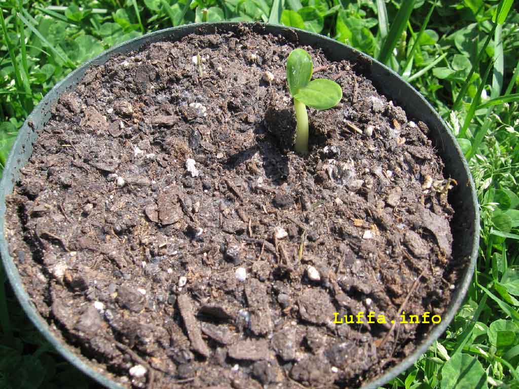 1024x768 Luffa.info Loofah Luffah Loofa Loufa Luff Sponge Gourd Growing And Use Information