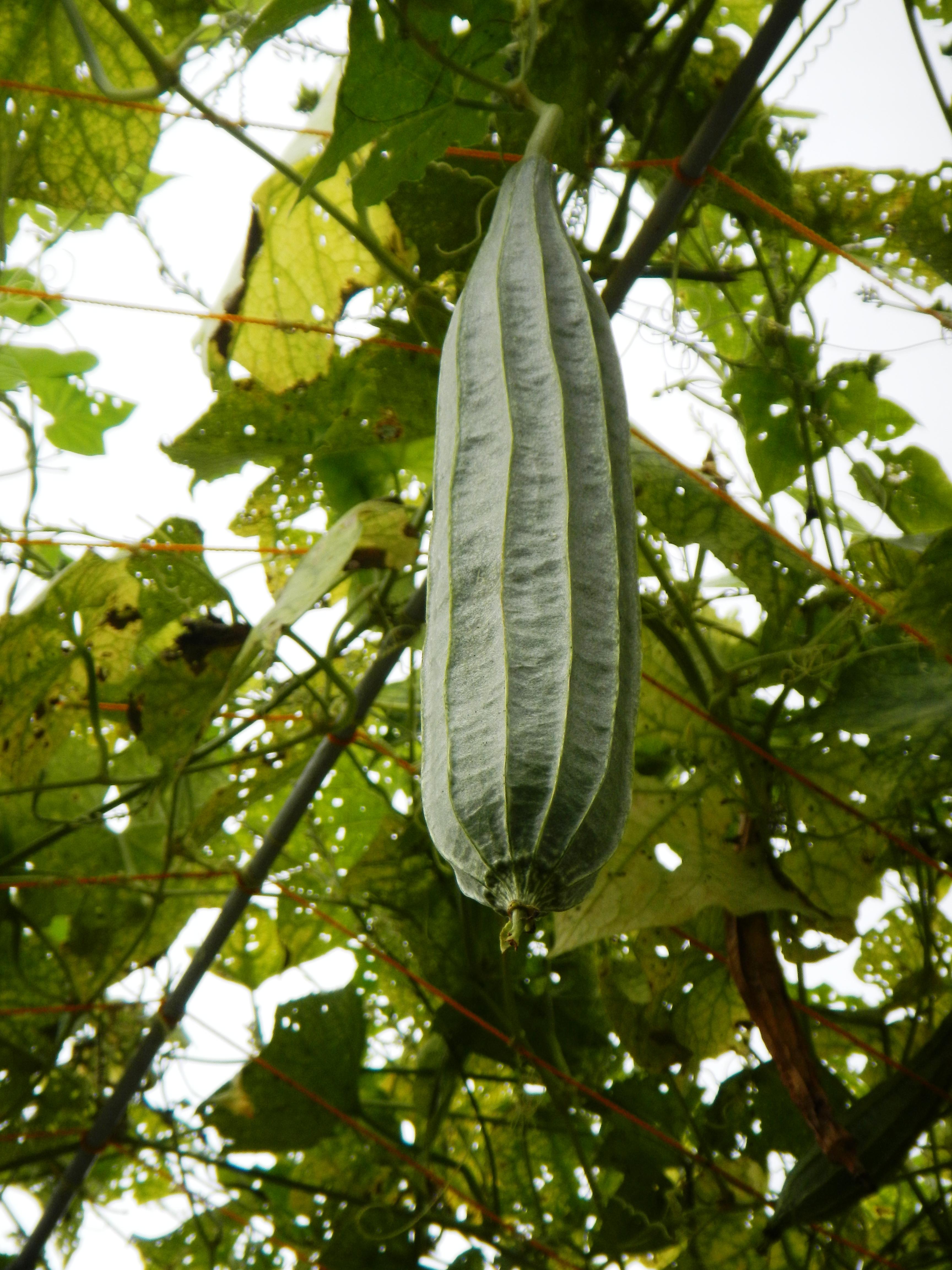 3456x4608 Luffa acutangula Image Tropical Plants