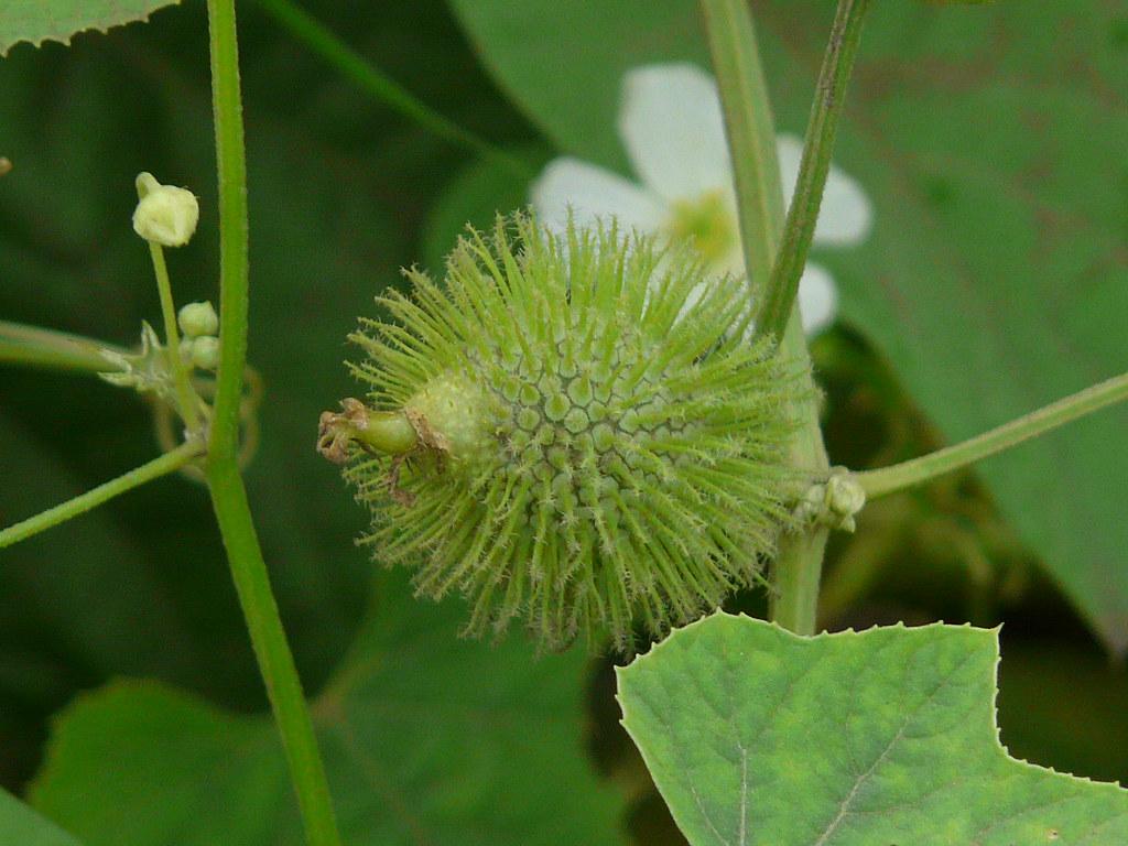 1024x768 Bristly Luffa. Cucurbitaceae (pumpkin, or gourd family) L