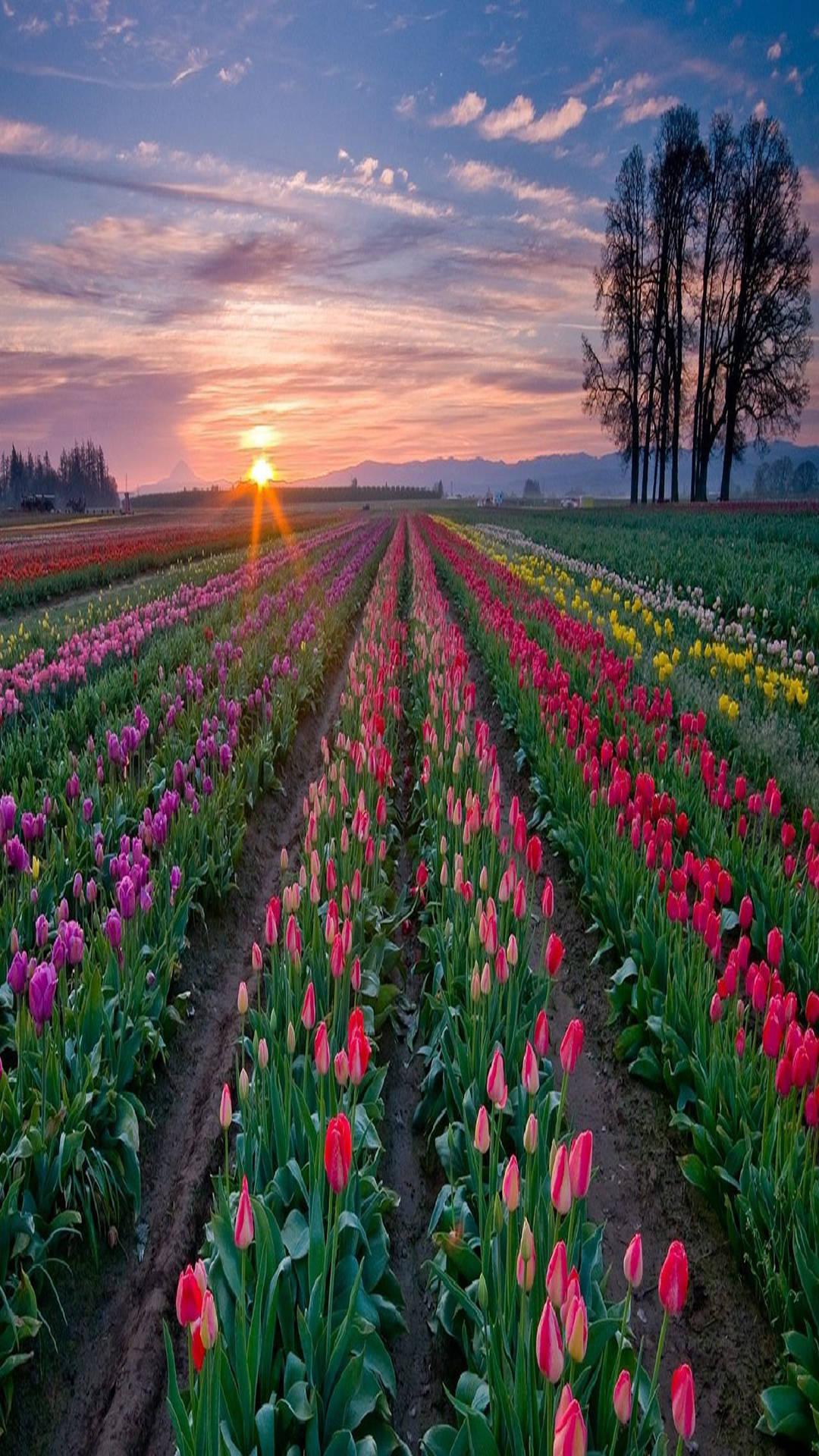 1080x1920 Download Srinagar Tulip Full HD Phone Wallpaper