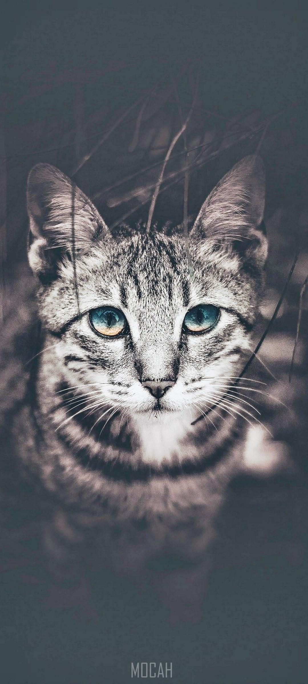 Intense Wallpapers - Top Free Intense Backgrounds - WallpaperAccess