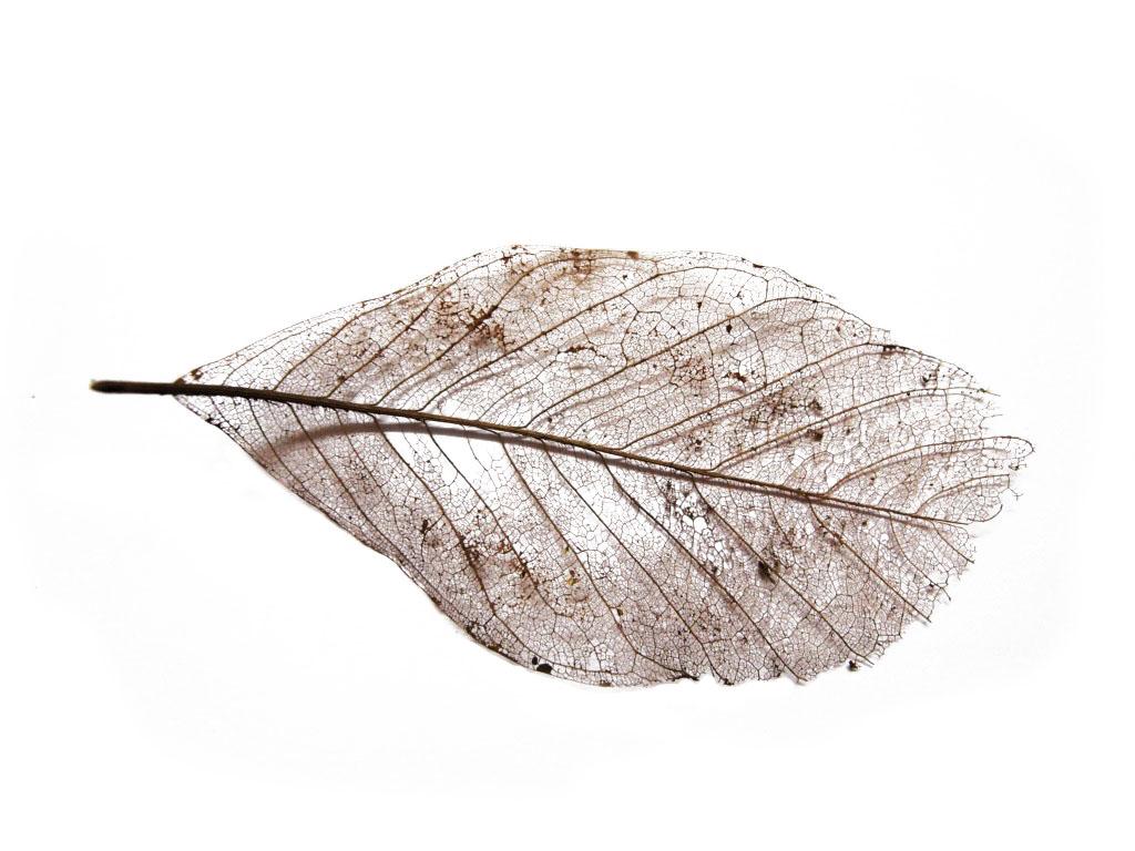 1024x768 Wabi Sabi. Patrick Altair McDonald