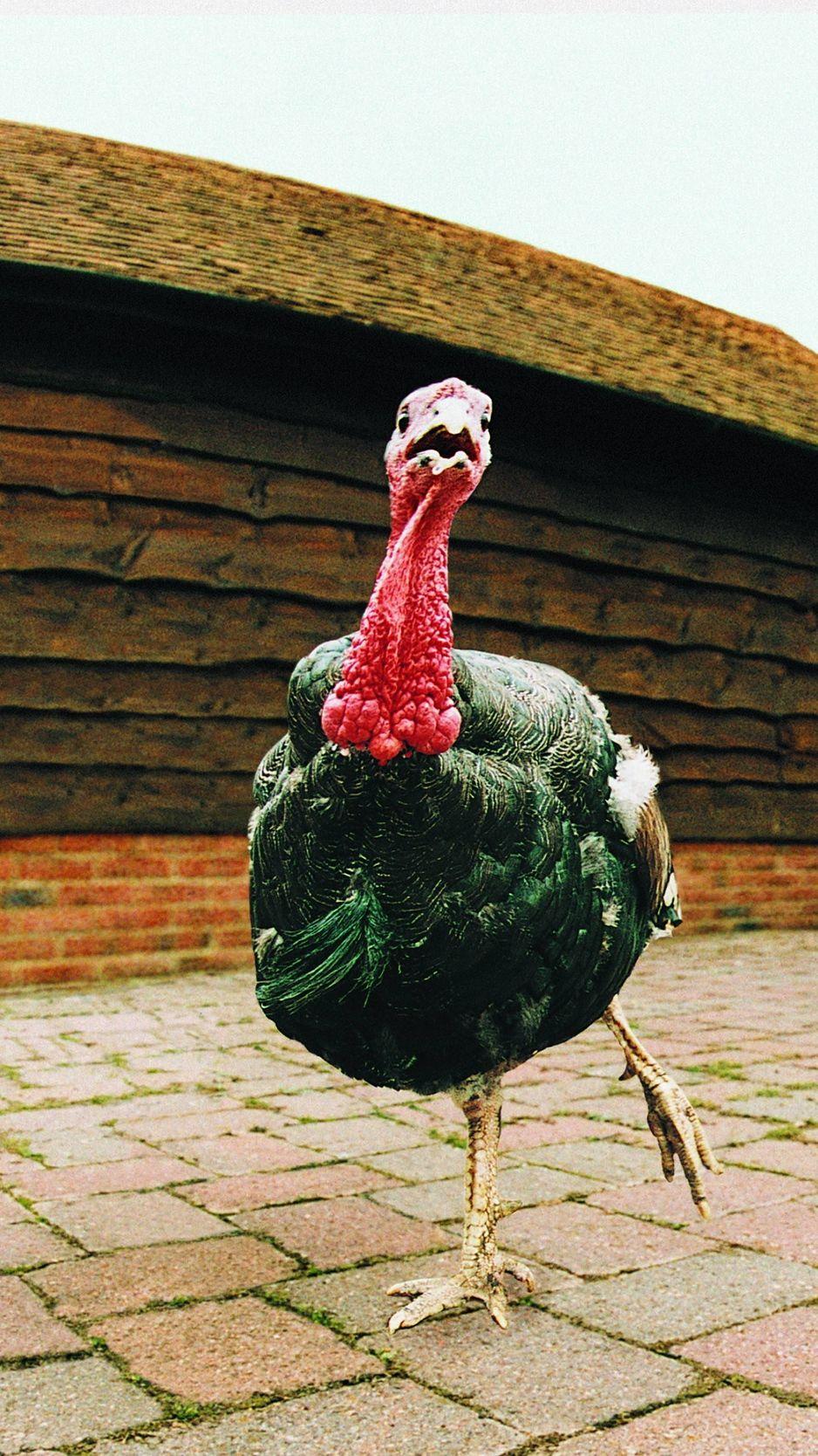 best turkey ringtones for iphone free download